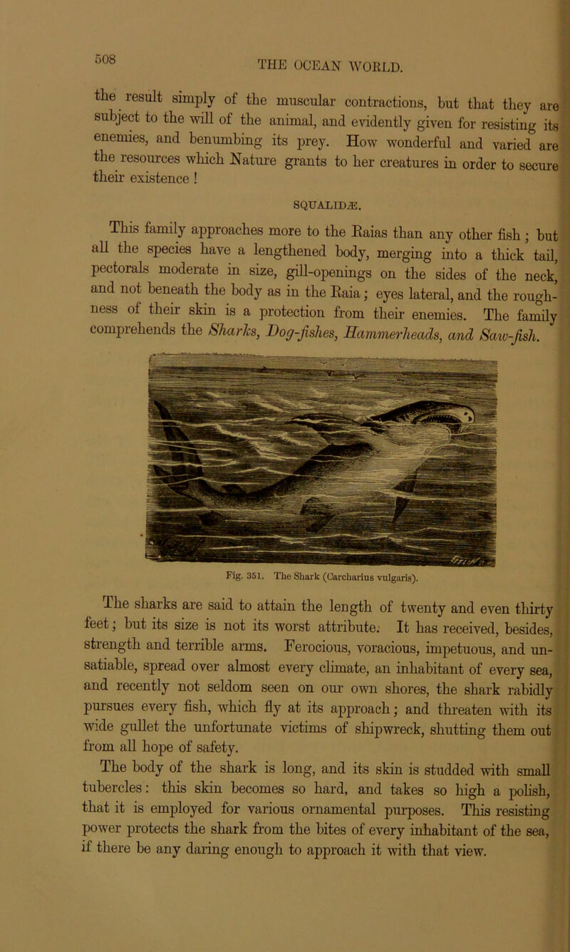 tlie result simply of the muscular contractions, but that they are subject to the will ot the animal, and evidently given for resisting its enemies, and benumbing its prey. How wonderful and varied are the resources which Nature grants to her creatures in order to secure their existence ! SQUALID.®. This family approaches more to the Baias than any other fish; but all the species have a lengthened body, merging into a thick tail, pectorals moderate in size, gill-openings on the sides of the neck, and not beneath the body as in the Baia; eyes lateral, and the rough- ness of their skin is a protection from their enemies. The family comprehends the Sharks, Dog-fishes, Hammerheads, and Saw-fish. Fig. 351. The Shark (Carcharius vulgaris). lhe sharks are said to attain the length of twenty and even thirty feet, but its size is not its worst attribute. It has received, besides, strength and terrible arms. Ferocious, voracious, impetuous, and un- salable, spread over almost every climate, an inhabitant of every sea, and recently not seldom seen on our own shores, the shark rabidly pursues every fish, which fly at its approach; and threaten with its wide gullet the unfortunate victims of shipwreck, shutting them out from all hope of safety. The body of the shark is long, and its skin is studded with small tubercles: this skin becomes so hard, and takes so high a polish, that it is employed for various ornamental purposes. Tin's resisting power protects the shark from the bites of every inhabitant of the sea, if there be any daring enough to approach it with that view.