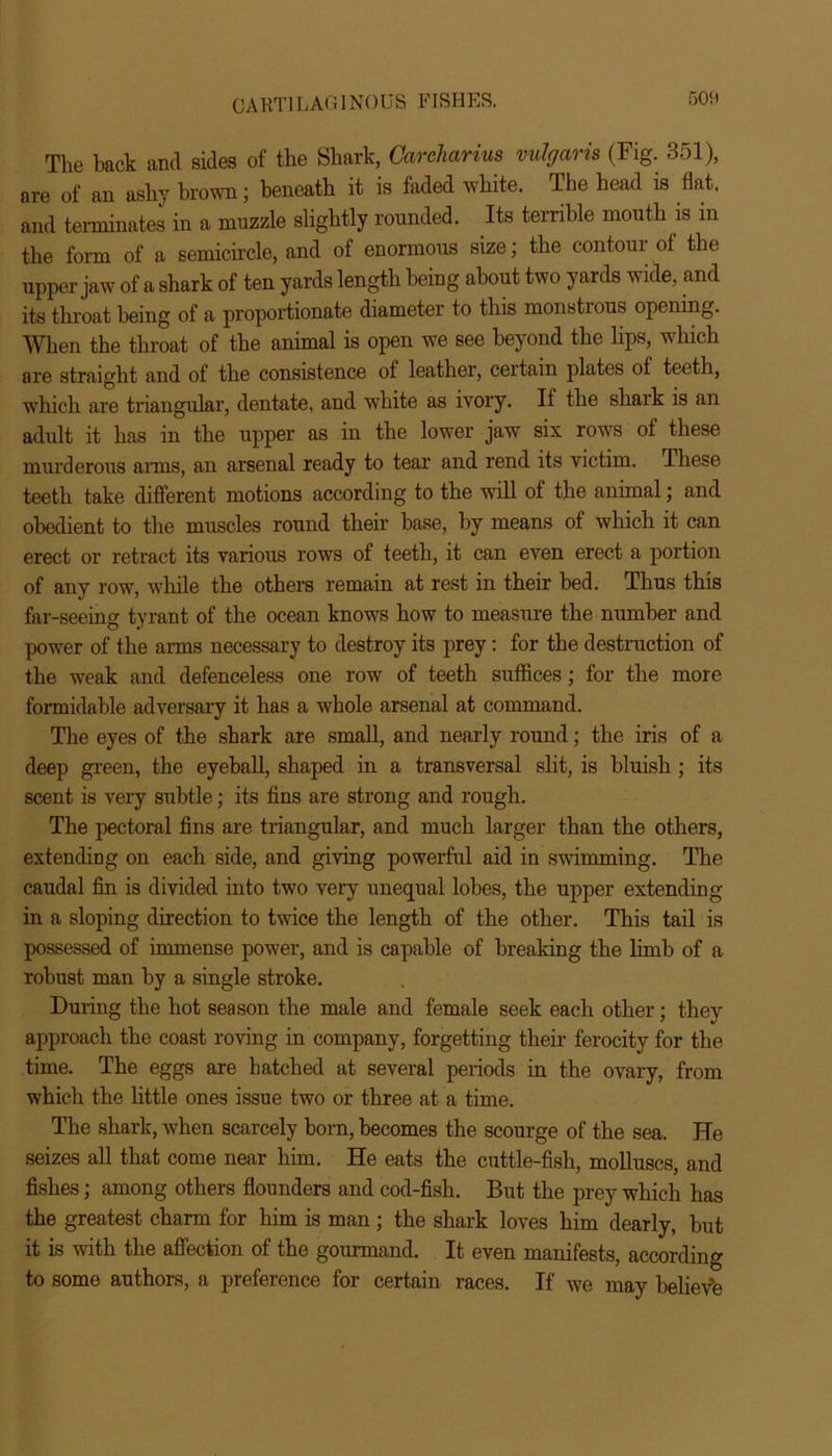 The hack and sides of the Shark, Carcharius vulgaris (Fig. 351), are of an ashy brown; beneath it is faded white. The head is flat, and terminates in a muzzle slightly rounded. Its terrible mouth is in the form of a semicircle, and of enormous size; the contoui of the upper jaw of a shark of ten yards length being about two yards wide, and its throat being of a proportionate diameter to this monstrous opening. When the throat of the animal is open we see beyond the lips, which are straight and of the consistence of leather, certain plates of teeth, which are triangular, dentate, and white as ivory. It the shark is an adult it has in the upper as in the lower jaw six rows of these murderous anus, an arsenal ready to tear and rend its victim. These teeth take different motions according to the will of the animal; and obedient to the muscles round their base, by means of which it can erect or retract its various rows of teeth, it can even erect a portion of any row, while the others remain at rest in their bed. Thus this far-seeing tyrant of the ocean knows how to measure the number and power of the arms necessary to destroy its prey: for the destruction of the weak and defenceless one row of teeth suffices ; for the more formidable adversary it has a whole arsenal at command. The eyes of the shark are small, and nearly round; the iris of a deep green, the eyeball, shaped in a transversal slit, is bluish ; its scent is very subtle; its fins are strong and rough. The pectoral fins are triangular, and much larger than the others, extending on each side, and giving powerful aid in swimming. The caudal fin is divided into two very unequal lobes, the upper extending in a sloping direction to twice the length of the other. This tail is possessed of immense power, and is capable of breaking the limb of a robust man by a single stroke. During the hot season the male and female seek each other; they approach the coast roving in company, forgetting their ferocity for the time. The eggs are hatched at several periods in the ovary, from which the little ones issue two or three at a time. The shark, when scarcely born, becomes the scourge of the sea. He seizes all that come near him. He eats the cuttle-fish, molluscs, and fishes; among others flounders and cod-fish. But the prey which has the greatest charm for him is man; the shark loves him dearly, but it is with the affection of the gourmand. It even manifests, according to some authors, a preference for certain races. If we may believ'e