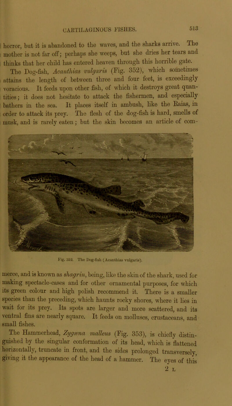 horror, but it is abandoned to the waves, and the sharks arrive. The mother is not far off; perhaps she weeps, but she dries her tears and thinks that her child has entered heaven through this honible gate. The Dog-fish, Acanthias vulgaris (Fig. 352), which sometimes attains tire length of between three and four feet, is exceedingly voracious. It feeds upon other fish, of which it destroys great quan- tities ; it does not hesitate to attack the fishermen, and especially bathers in the sea. It places itself in ambush, like the Kaias, in order to attack its prey. The flesh of the dog-fish is hard, smells of musk, and is rarely eaten; but the skin becomes an article of com • Fig. 352. The Dog-fish (Acanthias vulgaris). merce, and is known as shagrin, being, like the skin of the shark, used for making spectacle-cases and for other ornamental purposes, for which its green colour and high polish recommend it. There is a smaller species than the preceding, which haunts rocky shores, where it lies in wait tor its prey. Its spots are larger and more scattered, and its ventral fins are nearly square. It feeds on molluscs, crustaceans, and small fishes. The Hammerhead, Zygsena malleus (Fig. 353), is chiefly distin- guished by the singular conformation of its head, which is flattened horizontally, truncate in front, and the sides prolonged transversely giving it the appearance of the head of a hammer. The eyes of this 2 L