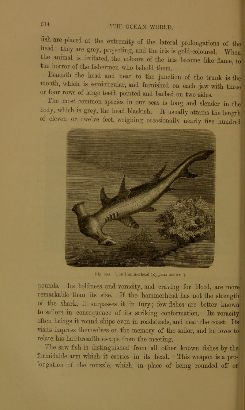 fish are placed at the extremity of the lateral prolongations of the head: they are grey, projecting, and the iris is gold-coloured. When the animal is irritated, the colours of the iris become like flame, to the horror of the fishermen who behold them. Beneath the head and near to the junction of the trunk is the mouth, which is semicircular, and furnished on each jaw with three' oi four lows of large teeth pointed and barbed on two sides. The most common species in our seas is long and slender in the body, which is grey, the head blackish. It usually attains the length of eleven or twelve feet, weighing occasionally nearly five hundred lig. o5J. The Hammerhead (Zygtena nmlk-Uf). pounds. Its boldness and voracity, and craving for blood, are more remarkable than its size. If the hammerhead has not the strength of the shark, it surpasses it in fury; few fishes are better known to sailors in consequence of its striking conformation. Its voracity often brings it round ships even in roadsteads, and near the coast. Its visits impress themselves on the memory of the sailor, and he loves to relate his hairbreadth escape from the meeting. The saw-fish is distinguished from all other known fishes by the formidable arm which it carries in its head. This weapon is a pro- longation of the muzzle, which, in place of being rounded off or