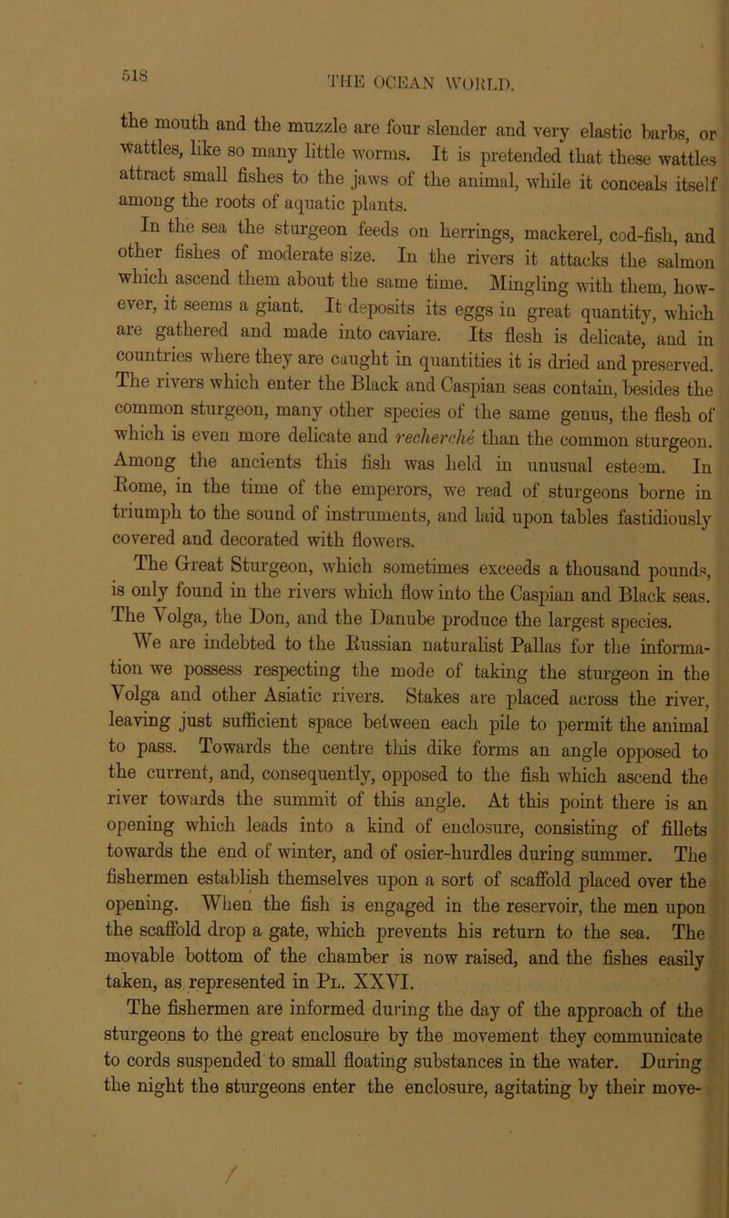 the mouth and the muzzle are four slender and very elastic barbs, or wattles, like so many little worms. It is pretended that these wattles attract small fishes to the jaws of the animal, while it conceals itself among the roots of aquatic plants. In the sea the sturgeon feeds on herrings, mackerel, cod-fish, and other fishes of moderate size. In the rivers it attacks the salmon which ascend them about the same time. Mingling with them, how- ever, it seems a giant. It deposits its eggs in great quantity, which are gathered and made into caviare. Its flesh is delicate, and in countries where they are caught in quantities it is dried and preserved. The rivers which enter the Black and Caspian seas contain, besides the common sturgeon, many other species of the same genus, the flesh of which is even more delicate and recherche than the common sturgeon. Among the ancients this fish was held in unusual esteem. In Borne, in the time of the emperors, we read of sturgeons borne in triumph to the sound of instruments, and laid upon tables fastidiously covered and decorated with flowers. The Great Sturgeon, which sometimes exceeds a thousand pounds, is only found in the rivers which flow into the Caspian and Black seas. The V olga, the Bon, and the Danube produce the largest species. A\e are indebted to the Russian naturalist Pallas for the informa- tion we possess respecting the mode of taking the sturgeon in the \ olga and other Asiatic rivers. Stakes are placed across the river, leaving just sufficient space between each pile to permit the animal to pass. Towards the centre this dike forms an angle opposed to the current, and, consequently, opposed to the fish which ascend the river towards the summit of this angle. At this point there is an opening which leads into a kind of enclosure, consisting of fillets towards the end of winter, and of osier-hurdles during summer. The fishermen establish themselves upon a sort of scaffold placed over the opening. When the fish is engaged in the reservoir, the men upon the scaffold drop a gate, which prevents his return to the sea. The movable bottom of the chamber is now raised, and the fishes easily taken, as represented in Pl. XXYI. The fishermen are informed during the day of the approach of the sturgeons to the great enclosure by the movement they communicate to cords suspended to small floating substances in the water. During the night the sturgeons enter the enclosure, agitating by their move- /