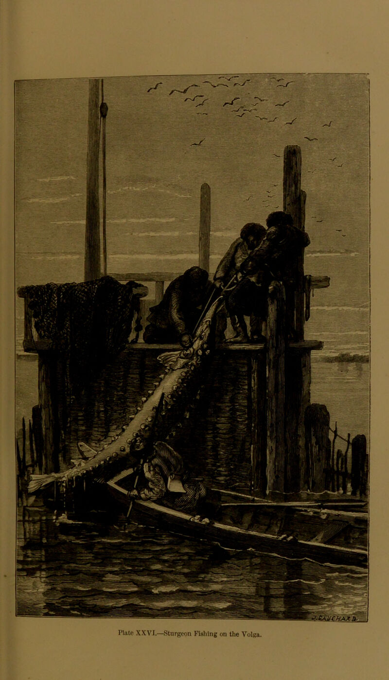 Plate XXVI.—Sturgeon Fishing on the Volga.