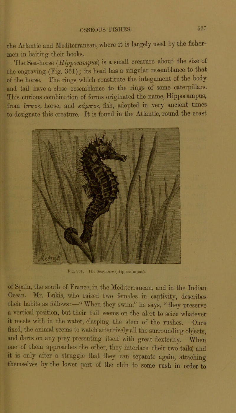 the Atlantic and Mediterranean, where it is largely nsed by the fisher- men in baiting their hooks. The Sea-horse (Hippocampus) is a small creature about the size of the engraving (Fig. 361); its head has a singular resemblance to that of the horse. The rings which constitute the integument of the body and tail have a close resemblance to the rings of some caterpillars. This curious combination of forms originated the name, Hippocampus, from i7T7ro9, horse, and ku/jutto9, fish, adopted in very ancient times to designate this creature. It is found in the Atlantic, round the coast I’ i-. 301. 1 li».» Sea-horse (Ilippoc .nipus). of Spain, the south of France, in the Mediterranean, and in the Indian Ocean. Mr. Lukis, who raised two females in captivity, describes their habits as follows:—“ When they swim,” he says, “ they preserve a vertical position, but their tail seems on the alert to seize whatever it meets with in the water, clasping the stem of the rushes. Once fixed, the animal seems to watch attentively all the surrounding objects, and darts on any prey presenting itself with great dexterity. When one of them approaches the other, they interlace their two tails’, and it is only after a struggle that they can separate again, attaching themselves by the lower part of the chin to some rash in order to