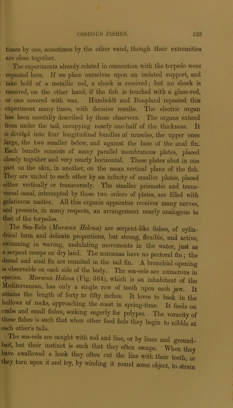 times by one, sometimes by the other wand, though their extremities are close together. The experiments already related in connection with the torpedo were repeated here. If wo place ourselves upon an isolated support, and take hold of a metallic rod, a shock is received; but no shock is received, on the other hand, if the fish is touched with a glass-rod, or one covered with wax. Humboldt and Bonpland repeated this experiment many times, with decisive results. The electric organ has been carefully described by these observers. The organs extend from under the tail, occupying nearly one-half of the thickness. It is divided into four longitudinal bundles of muscles, the upper ones large, the two smaller below, and against the base of the anal fin. Each bundle consists of many parallel membranous plates, placed closely together and very nearly horizontal. These plates abut in one part on the skin, in another, on the mean vertical plane of the fish. They are united to each other by an infinity of smaller plates, placed either vertically or transversely. The smaller prismatic and trans- versal canal, intercepted by these two orders of plates, are filled with gelatinous matter. All this organic apparatus receives many nerves, and presents, in many respects, an arrangement nearly analogous to that of the torpedos. The Sea-Eels (.Mursena Helena) are serpent-like fishes, of cylin- drical form and delicate proportions, but strong, flexible, and active, swimming in waving, undulating movements in the water, just as a serpent creeps on dry land. The muraenas have no pectoral fin; the dorsal and anal fin are reunited in the tail fin. A bronchial opening is observable on each side of the body. The sea-eels are numerous in species. Mursena Helena (Fig. 364), which is an inhabitant of the Mediterranean, has only a single row of teeth upon each jaw. It attains the length of forty to fifty inches. It loves to bask in the hollows of rocks, approaching the coast in spring-time. It feeds on crabs and small fishes, seeking eagerly for polypes. The voracity of these fishes is such that when other food fails they begin to nibble at each other’s tails. The sea-eels are caught with rod and line, or by lines and ground- bait, but their instinct is such that they often escape. When they have swallowed a hook they often cut the line with their teeth or they turn upon it and try, by winding it round some object, to strain