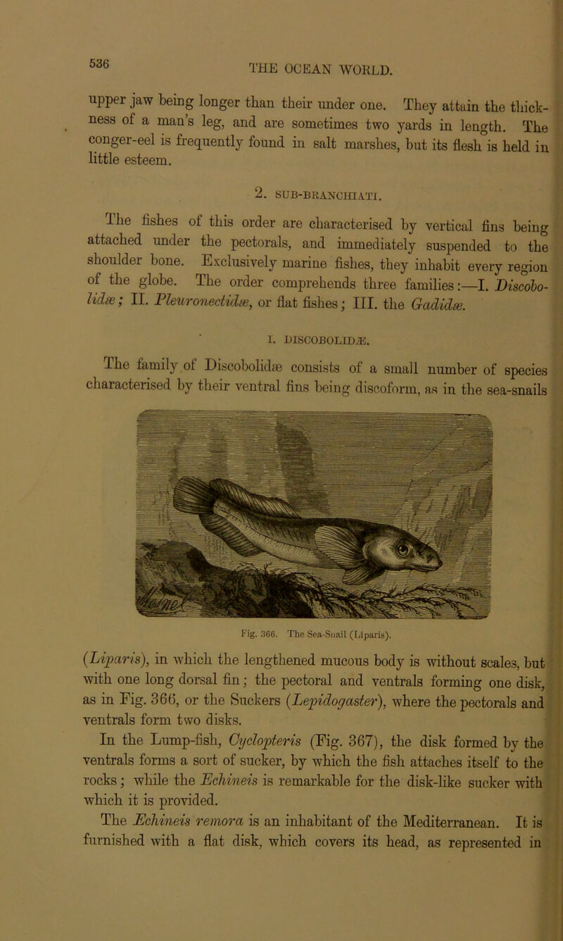 upper jaw being longer than their under one. They attain the thick- ness of a man’s leg, and are sometimes two yards in length. The conger-eel is frequently found in salt marshes, hut its flesh°is held in little esteem. 2. SUB-B RAN CHI ATI. The fishes of this order are characterised hy vertical fins being attached under the pectorals, and immediately suspended to the shoulder bone. Exclusively marine fishes, they inhabit every region of the globe. The order comprehends three families:—I. Discobo- lidse; II. Pleuronedidie, or flat fishes; III. the Gadidie. 1. DISCOBOLlDvE. The family ot Discobolidie consists of a small number of species characterised by their ventral fins being discoform, as in the sea-snails Fig. 366. The Sea-Snail (Liparis). (Liparis), in which the lengthened mucous body is without scales, but with one long dorsal fin; the pectoral and ventrals forming one disk, as in Fig. 366, or the Stickers (Lepidogaster), where the pectorals and ventrals form two disks. In the Lump-fish, Cyclopteris (Fig. 367), the disk formed by the ventrals forms a sort of sucker, by which the fish attaches itself to the rocks; while the Ediineis is remarkable for the disk-like sucker with which it is provided. The Ediineis remora is an inhabitant of the Mediterranean. It is furnished with a flat disk, which covers its head, as represented in