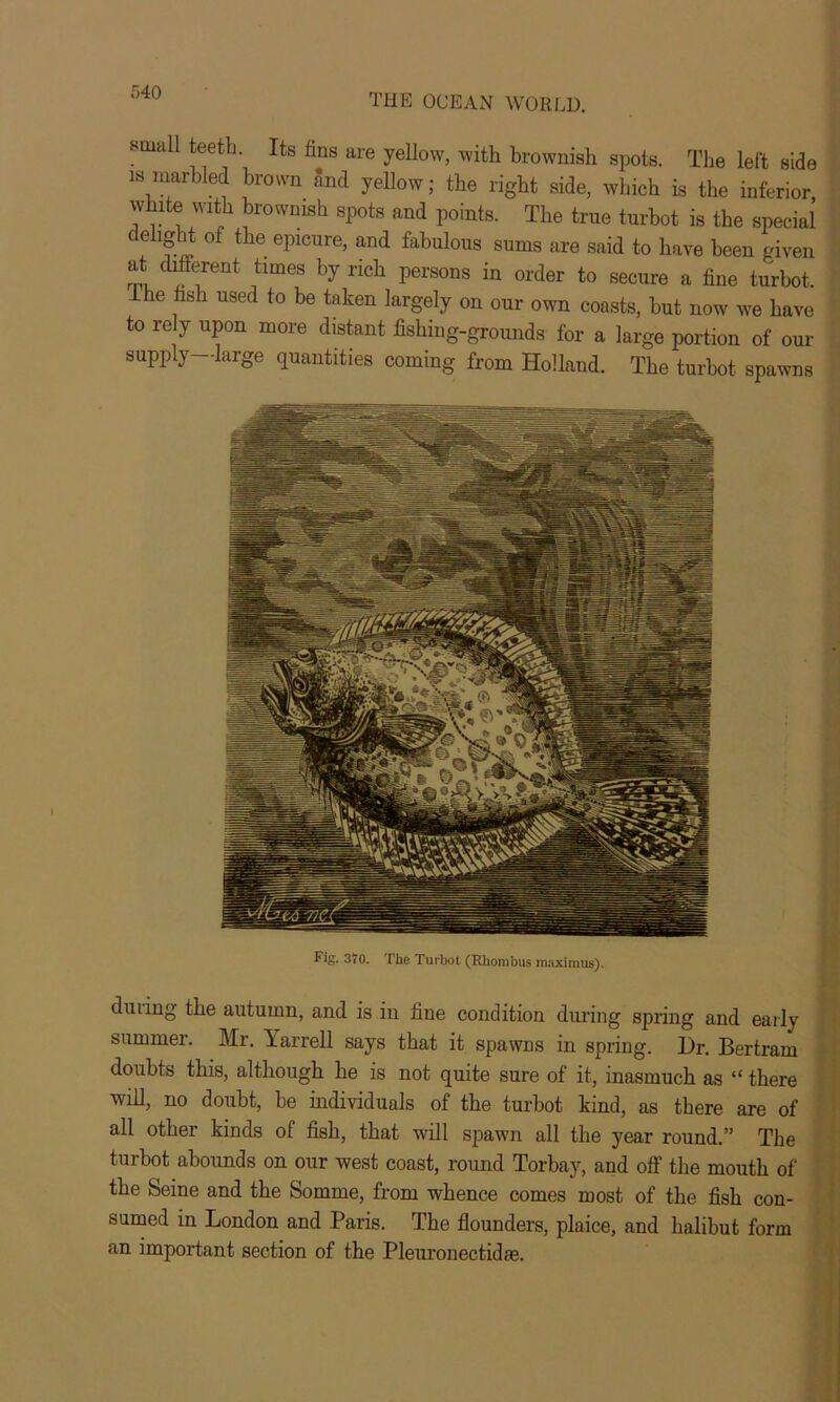 small teeth. Its fins are yellow, with brownish spots. The left side is marbled brown and yellow; the right side, which is the inferior, white with brownish spots and points. The true turbot is the special delight of the epicure, and fabulous sums are said to have been given at different times by rich persons in order to secure a fine turbot. The fish used to be taken largely on our own coasts, but now we have to rely upon more distant fishing-grounds for a large portion of our supply—large quantities coming from Holland. The turbot spawns Fig. 370. The Turbot (Rhombus maximus). dining the autumn, and is in fine condition during spring and early summer. Mr. Yarrell says that it spawns in spring. Hr. Bertram doubts this, although he is not quite sure of it, inasmuch as “ there will, no doubt, be individuals of the turbot kind, as there are of all other kinds of fish, that will spawn all the year round.” The turbot abounds on our west coast, round Torbay, and off the mouth of the Seine and the Somme, from whence comes most of the fish con- sumed in London and Paris. The flounders, plaice, and halibut form an important section of the Pleuronectidse.