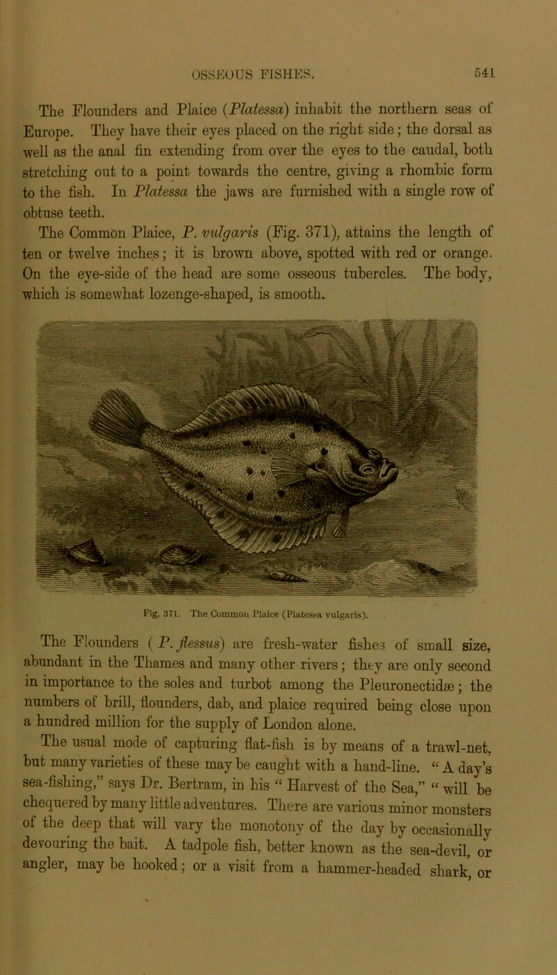 The Flounders and Plaice (Platessa) inhabit the northern seas of Europe. They have their eyes placed on the right side; the dorsal as well as the anal fin extending from over the eyes to the caudal, both stretching out to a point towards the centre, giving a rhombic form to the fish. In Platessa the jaws are furnished with a single row of obtuse teeth. The Common Plaice, P. vulgaris (Fig. 371), attains the length of ten or twelve inches; it is brown above, spotted with red or orange. On the eye-side of the head are some osseous tubercles. The body, which is somewhat lozenge-shaped, is smooth. Fig. 371. The Common Plaice (Platessa vulgaris). The Flounders ( P. Jlessus) are fresh-water fishes of small size, abundant in the Thames and many other rivers; they are only second in importance to the soles and turbot among the Pleuronectidae ■ the numbers of brill, flounders, dab, and plaice required being close upon a hundred million for the supply of London alone. The usual mode of capturing flat-fish is by means of a trawl-net, but many varieties of these may be caught with a hand-line. “ A day’s sea-fishing,” says Dr. Bertram, in his “ Harvest of the Sea,” “ will be chequered by many little adventures. There are various minor monsters of the deep that will vary the monotony of the day by occasionally devouring the bait. A tadpole fish, better known as the sea-devil, or angler, may be hooked; or a visit from a hammer-headed shark, or