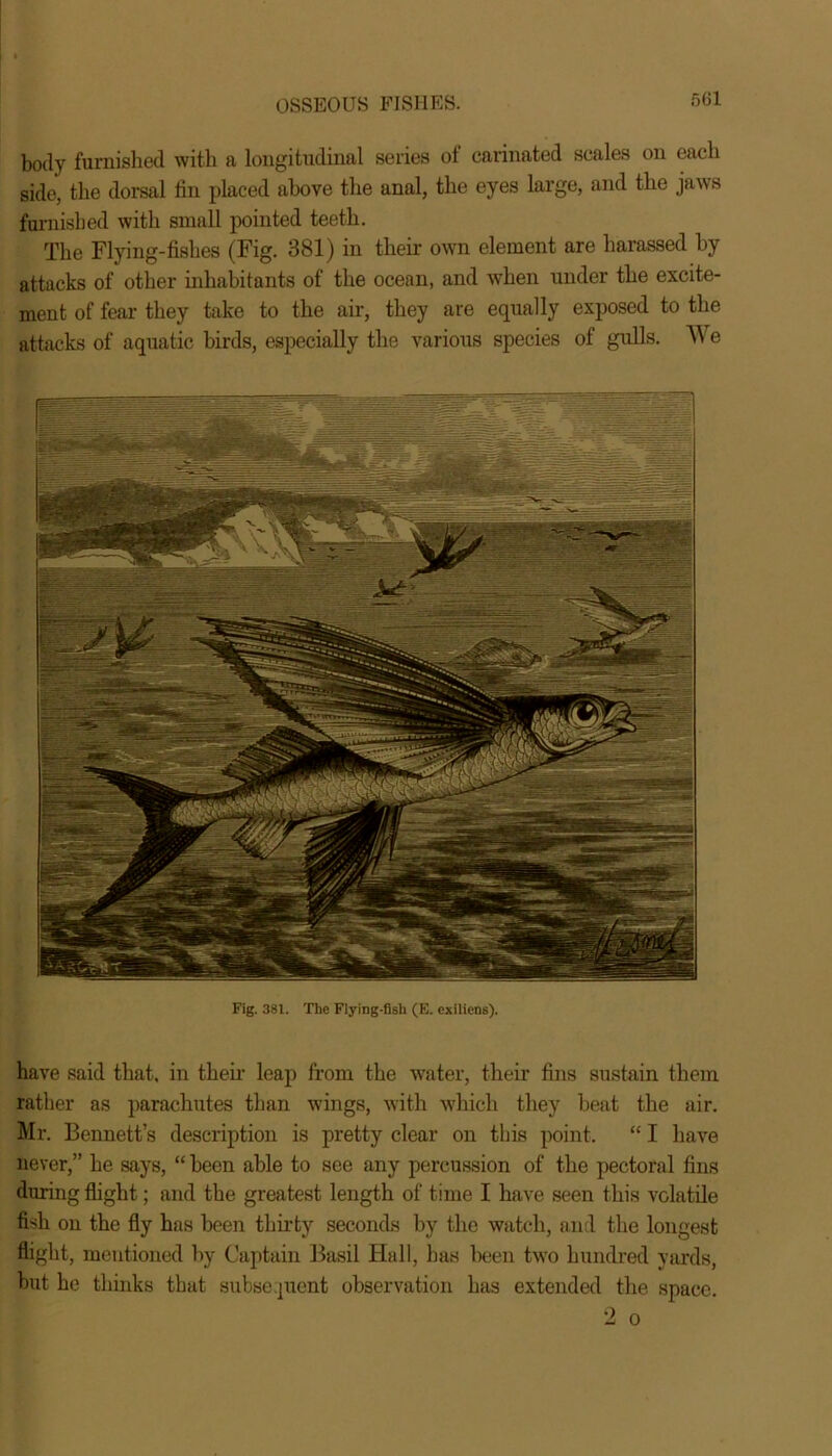 501 body furnished with a longitudinal series of carinated scales on each side, the dorsal fin placed above the anal, the eyes large, and the jaws furnished with small pointed teeth. The Flying-fishes (Fig. 381) in their own element are harassed by attacks of other inhabitants of the ocean, and when under the excite- ment of fear they take to the air, they are equally exposed to the attacks of aquatic birds, especially the various species of gulls. We Fig. 381. The Flying-fish (E. exiliens). have said that, in their leap from the water, their fins sustain them rather as parachutes than wings, with which they beat the air. Mr. Bennett’s description is pretty clear on this point. “ I have never,” he says, “ been able to see any percussion of the pectoral fins during flight; and the greatest length of time I have seen this volatile fish on the fly has been thirty seconds by the watch, and the longest flight, mentioned by Captain Basil Hall, has been two hundred yards, but he thinks that subsequent observation has extended the space. 2 o