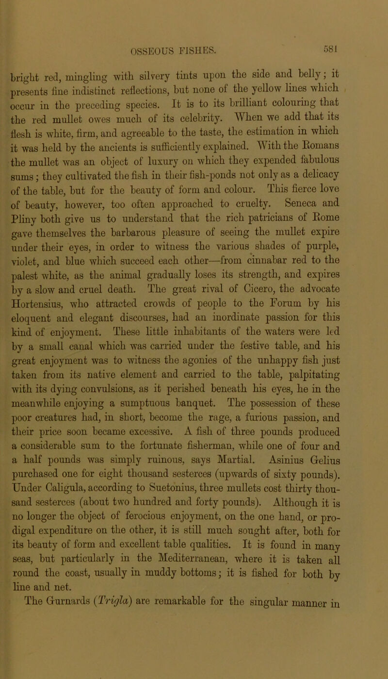 bright red, mingling with silvery tints upon the side and belly; it presents line indistinct reflections, but none ol the yellow lines which occur in the preceding species. It is to its brilliant colouring that the red mullet owes much of its celebrity. When we add that its flesh is white, firm, and agreeable to the taste, the estimation in which it was held by the ancients is sufficiently explained. With the Homans the mullet was an object of luxury on which they expended fabulous sums; they cultivated the fish in their fish-ponds not only as a delicacy of the table, but for the beauty of form and colour. This fierce love of beauty, however, too often approached to cruelty. Seneca and Pliny both give us to understand that the rich patricians of Home gave themselves the barbarous pleasure of seeing the mullet expire under their eyes, in order to witness the various shades of purple, violet, and blue which succeed each other—from cinnabar red to the palest white, as the animal gradually loses its strength, and expires by a slow and cruel death. The great rival of Cicero, the advocate Iiortensius, who attracted crowds of people to the Forum by his eloquent and elegant discourses, had an inordinate passion for this kind of enjoyment. These little inhabitants of the waters were ltd by a small canal which was carried under the festive table, and his great enjoyment was to witness the agonies of the unhappy fish just taken from its native element and carried to the table, palpitating with its dying convulsions, as it perished beneath his eyes, he in the meanwhile enjoying a sumptuous banquet. The possession of these poor creatures had, in short, become the rage, a furious passion, and their price soon became excessive. A fish of three pounds produced a considerable sum to the fortunate fisherman, while one of four and a half pounds was simply ruinous, says Martial. Asinius Gelius purchased one for eight thousand sesterces (upwards of sixty pounds). Under Caligula, according to Suetonius, three mullets cost thirty thou- sand sesterces (about two hundred and forty pounds). Although it is no longer the object of ferocious enjoyment, on the one hand, or pro- digal expenditure on the other, it is still much sought after, both for its beauty of form and excellent table qualities. It is found in many seas, but particularly in the Mediterranean, where it is taken all round the coast, usually in muddy bottoms; it is fished for both by line and net. The Gurnards (Trigla) are remarkable for the singular manner in