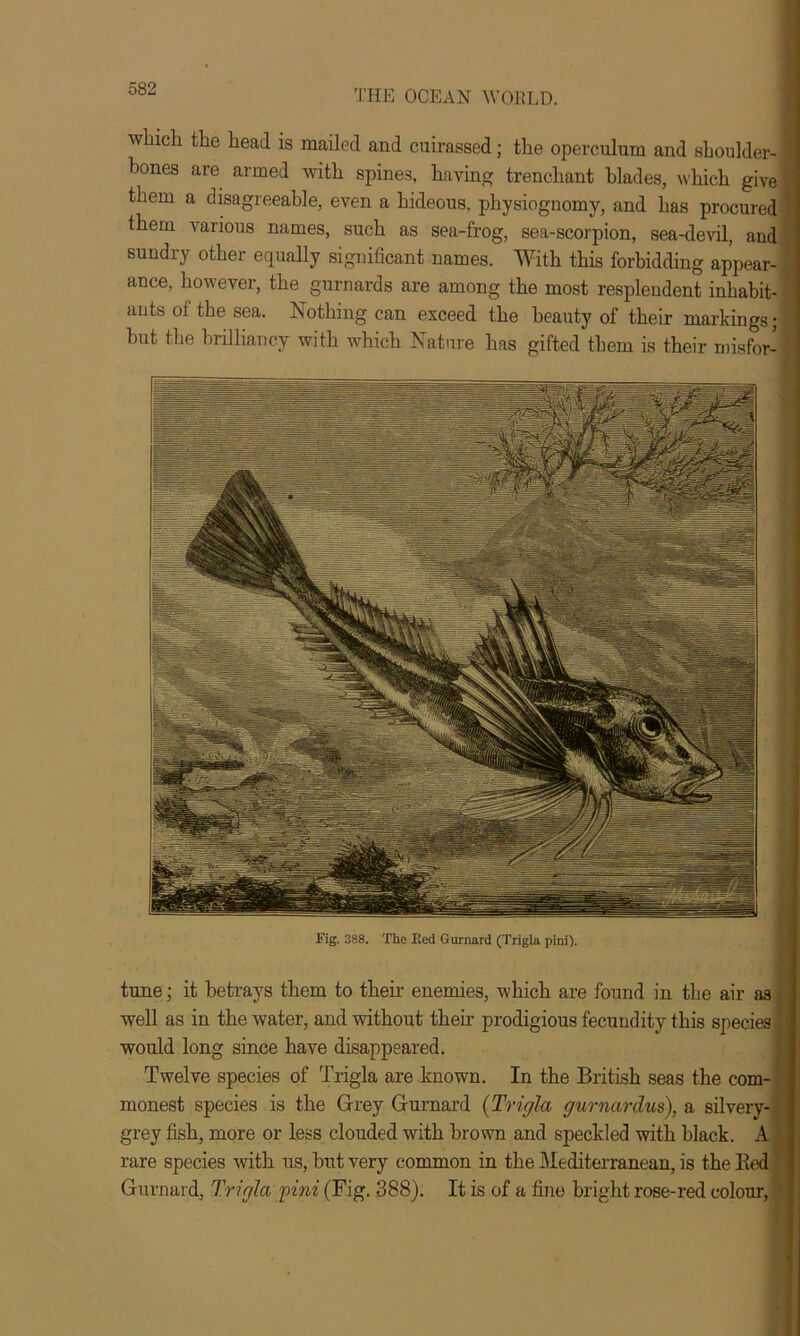 which, the head is mailed and cuirassed; the operculum and sboulder- bones are armed with spines, having trenchant blades, which give them a disagreeable, even a hideous, physiognomy, and has procured them various names, such as sea-frog, sea-scorpion, sea-devil, and sundry other equally significant names. With this forbidding appear- ance, however, the gurnards are among the most resplendent inhabit- ants of the sea. Nothing can exceed the beauty of their markings; but the brilliancy with which Nature has gifted them is their misfor- Fig. 388. The Eed Gurnard (Trigla pini). tune; it betrays them to their enemies, which are found in the air as well as in the water, and without then- prodigious fecundity this species would long since have disappeared. Twelve species of Trigla are known. In the British seas the com- monest species is the Grey Gurnard (Trigla gurnardus), a silvery- grey fish, more or less clouded with brown and speckled with black. A rare species with us, but very common in the Mediterranean, is the Bed Gurnard, Trigla pini (Fig. 388). It is of a fine bright rose-red colour,