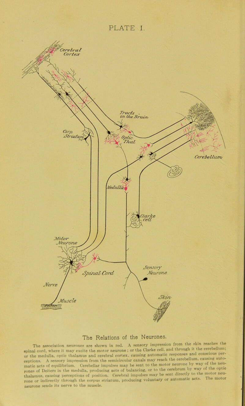 Nerve Motor Neurone Spinal Cord S/cm> Muscle Sensory Neurone The Relations of the Neurones. Tho association neurones arc shown in rod. A sensory impression from the s in rcac cs I ic pinal coril. wliere it may excite tho motor neurone ; or the Clarko cell, and through it the cere c urn, ir tho medulla, optic thalamus and cerebral cortex, causing automatic responses am conscious per option*. A sensory impression from t-ho semicircular canals may reach the cerebellum, causing auto natic acts of equilibrium. Cerebellar impulses mny be sent to the motor neurone b> nay ■ > t ic neu ones of Deiters in the medulla, producing acts of balancing, or to tho cerebrum b,\ nay o t ic optic halainus, causing perceptions of position. Cerebral impulses mny bo sent directly to t ic l,’‘’*or ncu one or indirectly through the corpus striatum, producing voluntary or automatic acts. ic motor leurone sends its nerve to the muscle. Cerebellumv