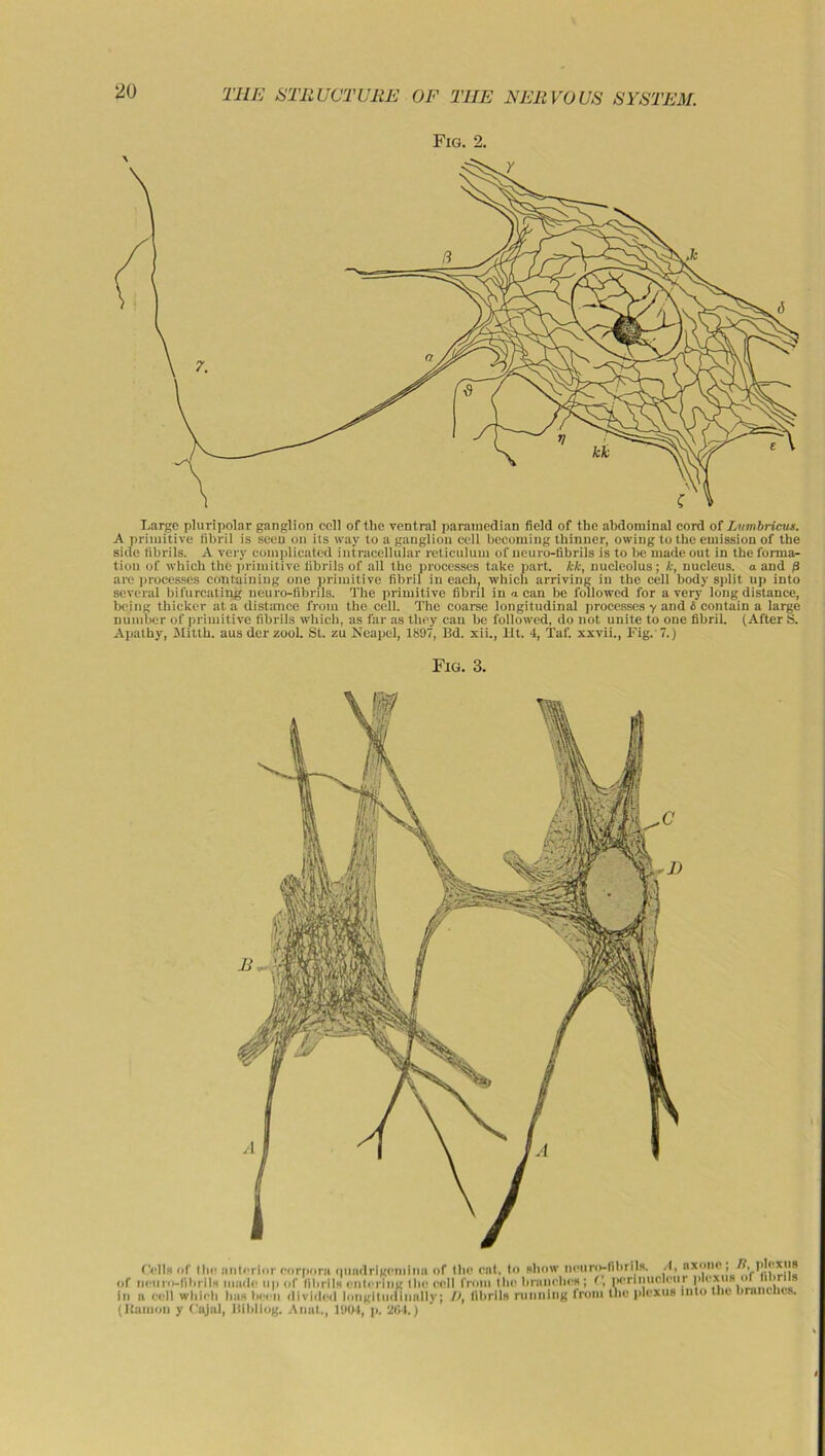 THE STRUCTURE OF THE NEll VO US SYSTEM. Fig. 2. Large pluripolar ganglion coll of the ventral paramedian field of the abdominal cord of Lumbricus. A primitive fibril is seen on its way to a ganglion cell becoming thinner, owing to the emission of the side fibrils. A very complicated intracellular reticulum of neuro-fibrils is to be made out in the forma- tion of which the primitive fibrils of all the processes take part, kk, nucleolus; k, nucleus, a and 3 arc processes containing one primitive fibril in each, which arriving in the cell body split up into several bifurcating neuro-fibrils. The primitive fibril in a can be followed for a very longdistance, being thicker at a distance from the cell. The coarse longitudinal processes y and & contain a large number of primitive fibrils which, as far as they can be followed, do not unite to one fibril. (After S. Apathy, Jlitth. aus der stool. St. zu Neapel, 1897, Bd. xii., lit. 4, Taf. x.xvii., Fig. 7.) Fig. 3. Cells of the anterior corpora ipindrigcminu of the eat, to show neuro-fibrils. A, nxone ; H,.plexus of neuro-fibrils made up of fibrils entering the cell from the branches ; (', perinuclear plexus ol til rij in a cell which has been divided longitudinally; />, fibrils running from the plexus into tlic brancncs. (Ramon y Cajal, Uibliog. Annt., 190-1, p, 264.)