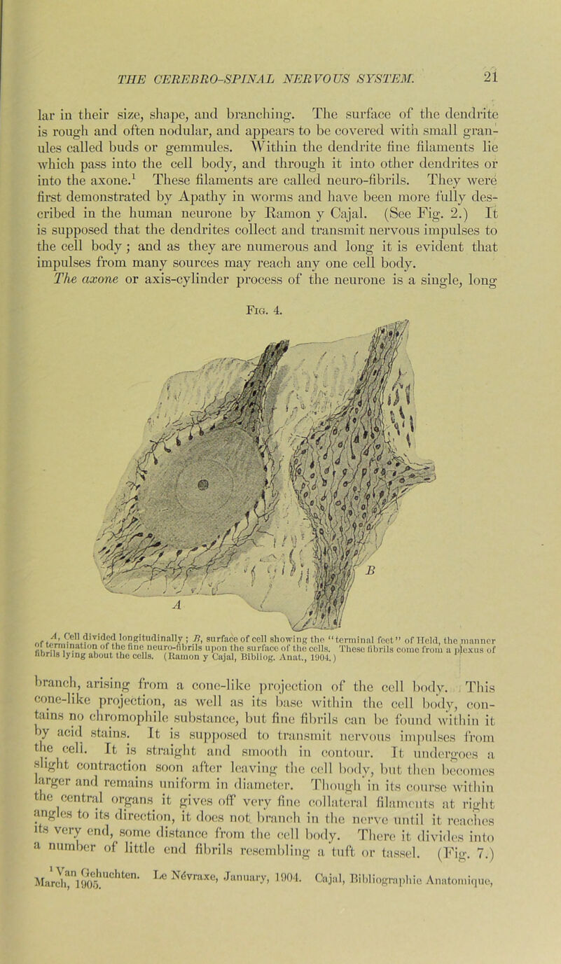 lar in their size, shape, and branching. The surface of the dendrite is rough and often nodular, and appears to be covered with small gran- ules called buds or gemmulcs. Within the dendrite line filaments lie which pass into the cell body, and through it into other dendrites or into the axone.1 These filaments are called neuro-fibrils. They Avere first demonstrated by Apathy in worms and have been more fully des- cribed in the human neurone by Ramon y Cajal. (See Fig. 2.) It is supposed that the dendrites collect and transmit nervous impulses to the cell body; and as they are numerous and long it is evident that impulses from many sources may reach any one cell body. The axone or axis-cylinder process of the neurone is a single, long Fig. 4. ,,, A fe,!(?ividedJongitaditiiilly ; B, surface of cell showing the “terminal feet” of Held, the manner fihSrRinationof the fine neuro-fibrils upon the surface of the cells. These fibrils come from a plexus of fibrils lying about the cells. (Ramon y Cajal, Bibliog. Anat., 1904.) branch, arising from a cone-like projection of the cell body. This cone-like projection, as well as its base within the cell body, con- tains no ehromophile substance, but fine fibrils can be found within it by acid stains. It is supposed to transmit nervous impulses from the cell. It is straight and smooth in contour. It undergoes a s iglit contraction soon after leaving the cell body, but then becomes arger and remains uniform in diameter. Though in its course within the central organs, it gives off very fine collateral filaments at right angles to its direction, it docs not. branch in the nerve until it reaches its very end, some distance from the cell body. There it divides into a number of little end fibrils resembling a tuft or tassel. (Fig. 7.) March^l^^luc^^en* Fe N4vraxe, January, 1904. Cajal, Bibliographic Anatomique,