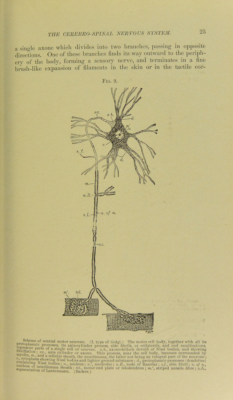 a siiK’-le axone which divides into two branches, passing in opposite directions. One of these branches finds its way outward to the periph- ery of the body, forming a sensory nerve, and terminates in a fine brush-like expansion of filaments in the skin or in the tactile cor- Fig. 9. central motor neurone. (I. type of Golgi.) The motor cell body, together with all its krl,plaT,c Pro£CSSC8t ',s axis-cylinder process, side fibrils, or collaterals, and end ramifications, iiliriinit' 1*. 8 (f* a single cell or neurone. «./»., axone-hillocU devoid of Nissl bodies, and showing mvnlin °n ’ ’’ ax,',s cylinder or axone. Tills process, near the cell body, becomes surrounded by r pvt?', I?’’1 i a eeuular sheath, Ihe neurilemma, the latter not being an integral part of the neurone ; Nissl bodies and lighter ground substance ; d., protoplasmic processes (dendrites) mien.,,? ?r Nissl bodies; »., nucleus; n?, nucieolus; n.lt., node of lianvier; xj., side fibril; neurilenuna sheath; /«/., mol or end |,latc or telodendron - - segmentation of hantermann. (Barker.) . . o/ »., m.', striped muscle fibre; X /,.,