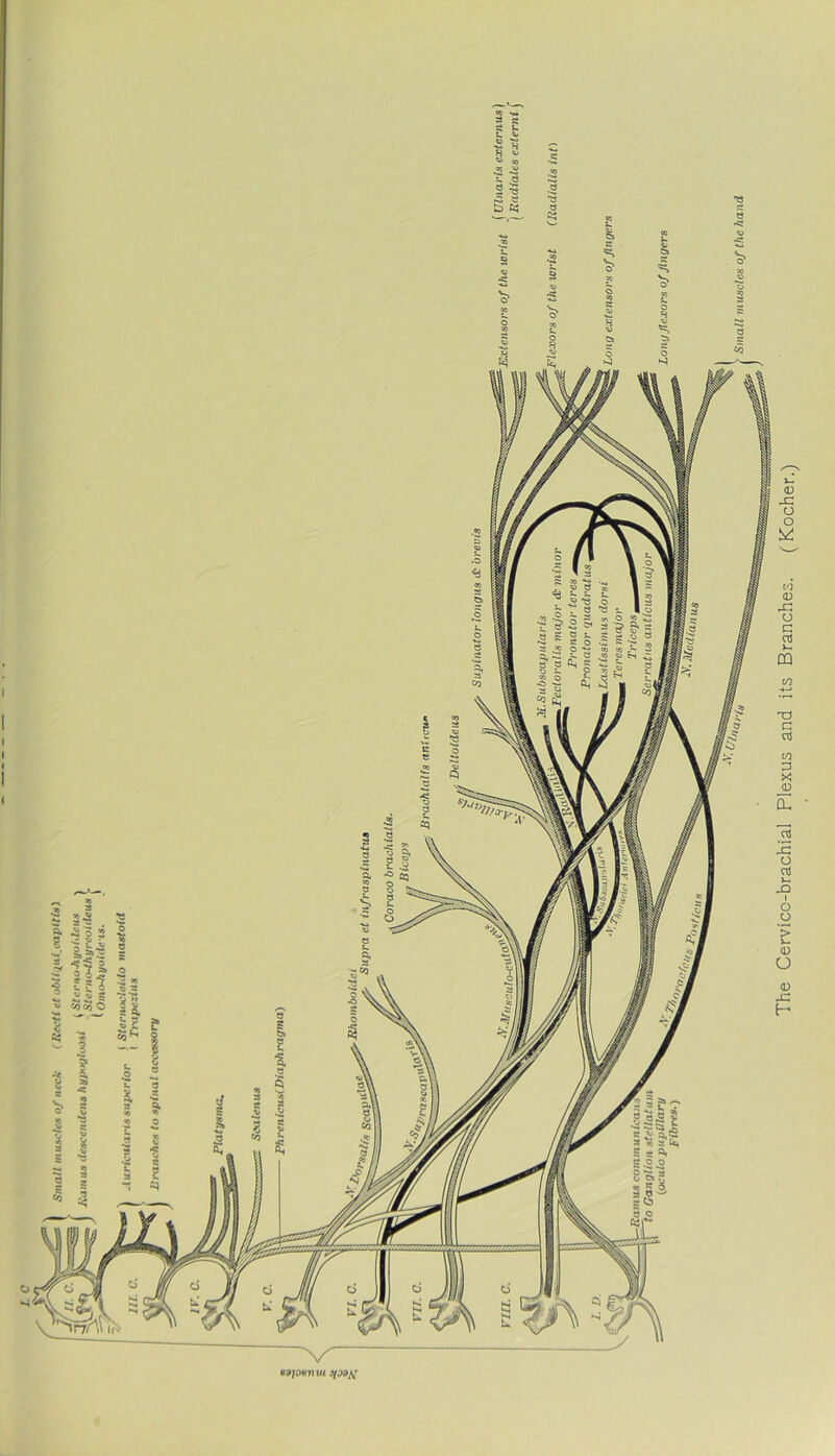 a. 3 o 2 -2 8 1I s 3 2 •= * l-f 3 « 2 i»| ~ M “ «otoO 2 £ uaptmui The Cervico-brachial Plexus and its Branches. (Kocher.)