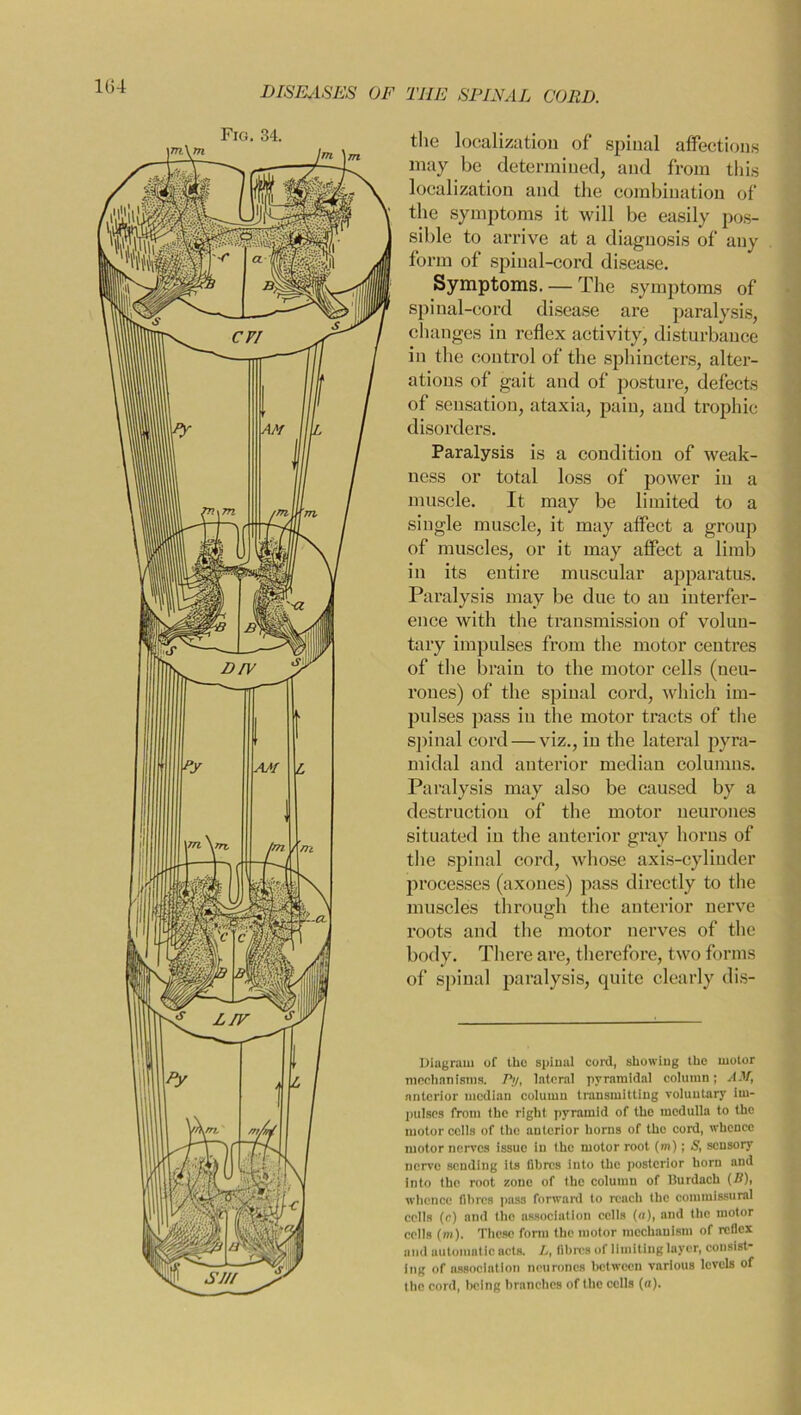 DISEASES OF THE SPINAL CORD. Fig. 34. the localization of spinal affections may be determined, and from this localization and the combination of the symptoms it will be easily pos- sible to arrive at a diagnosis of any form of spinal-cord disease. Symptoms. — The symptoms of spinal-cord disease are paralysis, changes in reflex activity, disturbance in the control of the sphincters, alter- ations of gait and of posture, defects of sensation, ataxia, pain, and trophic disorders. Paralysis is a condition of weak- ness or total loss of power in a muscle. It may be limited to a single muscle, it may affect a group of muscles, or it may affect a limb in its entire muscular apparatus. Paralysis may be due to an interfer- ence with the transmission of volun- tary impulses from the motor centres of the brain to the motor cells (neu- rones) of the spinal cord, which im- pulses pass in the motor tracts of the spinal cord — viz., in the lateral pyra- midal and anterior median columns. Paralysis may also be caused by a destruction of the motor neurones situated in the anterior gray horns of the spinal cord, whose axis-cylinder processes (axones) pass directly to the muscles through the anterior nerve roots and the motor nerves of the body. There are, therefore, two forms of spinal paralysis, quite clearly dis- Diagram of the spinal cord, showing the motor mechanisms. Py, lateral pyramidal column; AM, anterior median column transmitting voluntary im- pulses from the right pyramid of the medulla to the motor cells of the anterior horns of the cord, whence motor nerves issue in the motor root (m); S, sensory nerve sending its fibres into the posterior horn and into the root zone of the column of Burdach (B), whence fibres pass forward to reach the commissural cells (c) and the association cells (a), and the motor cells (m). These form the motor mechanism of reflex and automatic acts. L, fibres of limiting layer, consist- ing of association neurones between various levels of the cord, being branches of the cells (a).