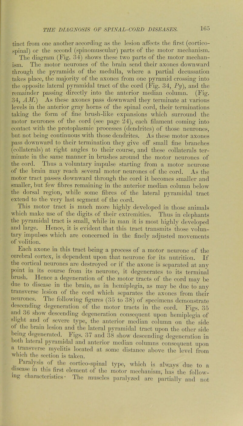 tinct from one another according as the lesion affects the first (cortico- spinal) or the second (spinomuscular) parts of the motor mechanism. The diagram (Fig. 34) shows these two parts of the motor mechan- ism. The motor neurones of the brain send their axones downward through the pyramids of the medulla, where a partial decussation takes place, the majority of the axones from one pyramid crossing into the opposite lateral pyramidal tract of the cord (Fig. 34, Py), and the remainder passing directly into the anterior median column. (Fig. 34, AM.) As these axones pass downward they terminate at various levels in the anterior gray horns of the spinal cord, their terminations taking the form of fine brush-like expansions which surround the motor neurones of the cord (see page 24), each filament coming into contact with the protoplasmic processes (dendrites) of those neurones, but not being continuous with those dendrites. As these motor axones pass downward to their termination they give off small fine branches (collaterals) at right angles to their course, and these collaterals ter- minate in the same manner in brushes around the motor neurones of the cord. Thus a voluntary impulse starting from a motor neurone of the brain may reach several motor neurones of the cord. As the motor tract passes downward through the cord it becomes smaller and smaller, but few fibres remaining in the anterior median column below the dorsal region, while some fibres of the lateral pyramidal tract extend to the very last segment of the cord. This motor tract is much more highly developed in those animals which make use of the digits of their extremities. Thus in elephants the pyramidal tract is small, while in man it is most highly developed and large. Hence, it is evident that this tract transmits those volun- tary impulses which are concerned in the finely adjusted movements of volition. Each axone in this tract being a process of a motor neurone of the cerebral cortex, is dependent upon that neurone for its nutrition. If the cortical neurones are destroyed or if the axone is separated at any point in its course from its neurone, it degenerates to its terminal brush. Hence a degeneration of the motor tracts of the cord may be due to disease in the brain, as in hemiplegia, as may be due to any transverse lesion of the cord which separates the axones from their neurones. The following figures (35 to 38) of specimens demonstrate descending degeneration of the motor tracts in the cord. Figs. 35 and 36 show descending degeneration consequent upon hemiplegia of slight and of severe type, the anterior median column on the side of the brain lesion and the lateral pyramidal tract upon the other side K ing degenerated. I igs. 37 and 38 show descending degeneration in both lateral pyramidal and anterior median columns consequent upon a transverse myelitis located at some distance above the level from which the section is taken. 1 aralysis of the cortico-spinal type, which is always due to a < isease in this first element of the motor mechanism, has the follow- ing characteristics- The muscles paralyzed are partially and not