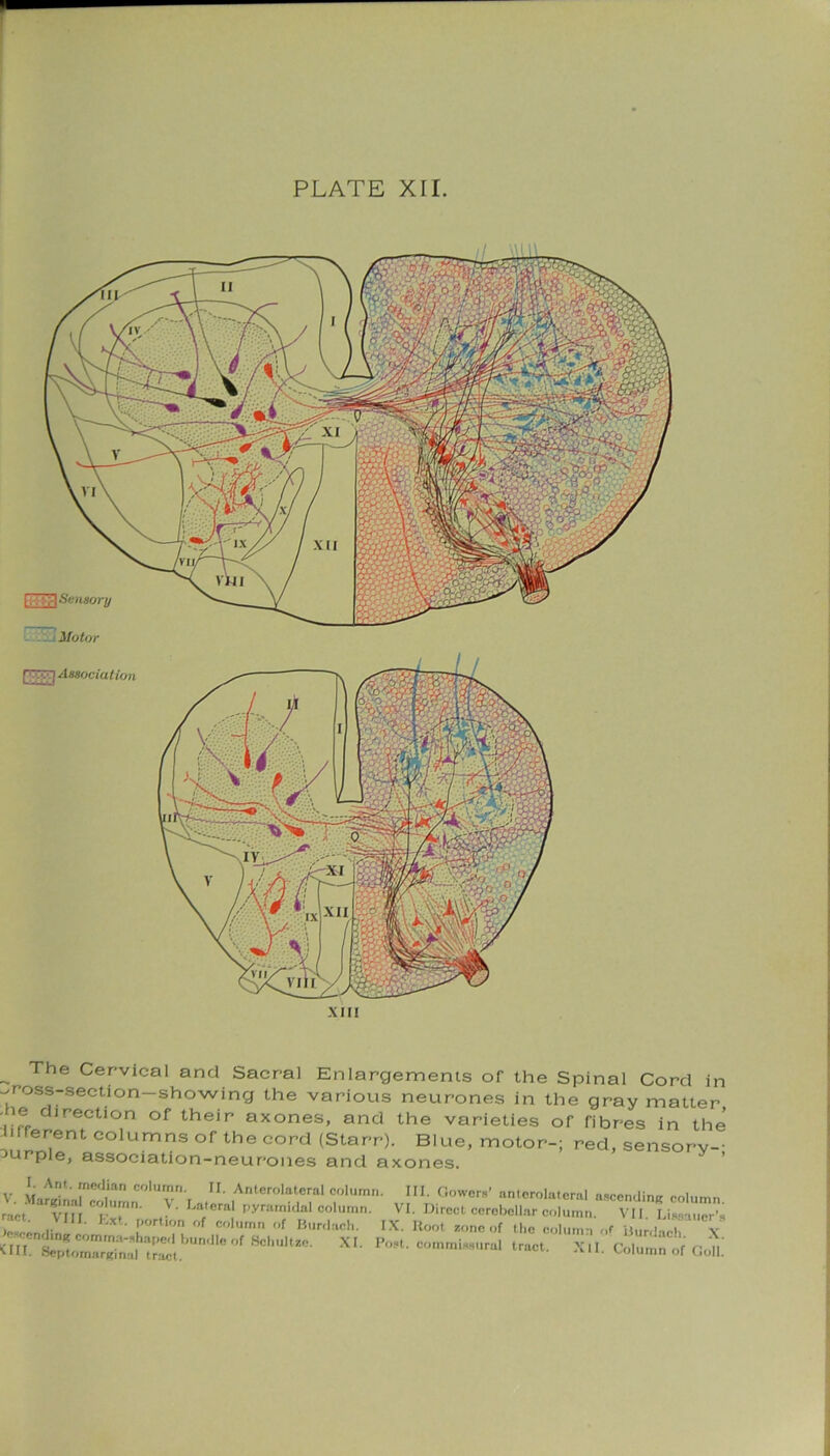 PLATE XII. „ The Cervical and Sacral Enlargements of the Spinal Cord in -/ross-section—showing the various neurones in the gray matter • ie direction of their axones, and the varieties of fibres in the Jifferent columns of the cord (Starr). Blue, motor-; red, sensory- urple, association-neurones and axones. V. Ma^Lr^nln CO'UvnT ,Anterolateral I- dowers’ anterolateral ascending column, ract VIII Kit • Lateral pyramidal column. VI. Direct cerebellar column. VII. Lissaner’s >c-.on,|i„ ’ [ 7; °f ,®olumn ,,f Burclach. IX. Root sone of the column of Uunlacli X till. Septomarginal tS.  ChUltZ8’ X1‘ Po,t‘ e»n.n.is»„n.l tract. Xll. Column of Coll.