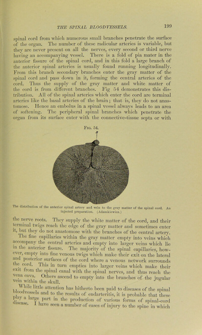 spinal cord from which numerous small branches peuetrate the surface of the organ. The number of these radicular arteries is variable, but they are never present on all the nerves, every second or third nerve having an accompanying vessel. There is a fold of pia mater in the anterior fissure of the spinal cord, and in this fold a large branch of the anterior spinal arteries is usually found running longitudinally. From this branch secondary branches enter the gray matter of the spinal cord and pass down in it, forming the central arteries of the cord. Thus the supply of the gray matter and white matter of the cord is from different branches. Fig 54 demonstrates this dis- tribution. All of the spinal arteries which enter the cord are terminal arteries like the basal arteries of the brain; that is, they do not anas- tomose. Hence an embolus in a spinal vessel always leads to an area of softening. The peripheral spinal branches which penetrate the organ from its surface enter with the connective-tissue septa or with Fig. 54. The distribution of the anterior spinal artery and vein to the gray matter of the spinal cord. iujectcd preparation. (Adamkiewicz.) An the nerve roots. They supply the white matter of the cord, and their terminal twigs reach the edge of the gray matter and sometimes enter it, but they do not anastomose with the branches of the central artery. lhe fine capillaries within the gray matter empty into veins which accompany the central arteries and empty into larger veins which lie m the anterior fissure. The majority of the spinal capillaries, how- ever, empty into fine venous twigs which make their exit on the lateral <md posterior surfaces of the cord where a venous network surrounds t ie cord, i his in turn empties into larger veins which make their exit rom the spinal canal with the spinal nerves, and thus reach the vena cava. Others ascend to empty into the branches of the iutralar vein within the skull. W hik Ii(t]e attention has hitherto been paid to diseases of the spinal , OO' vessels and to the results of endarteritis, it is probable that these (lis - <l. :u rCi part tllG Pr°duction of various forms of spinal-cord •( mhc. j. have seen a number of cases of injury to the spine in which