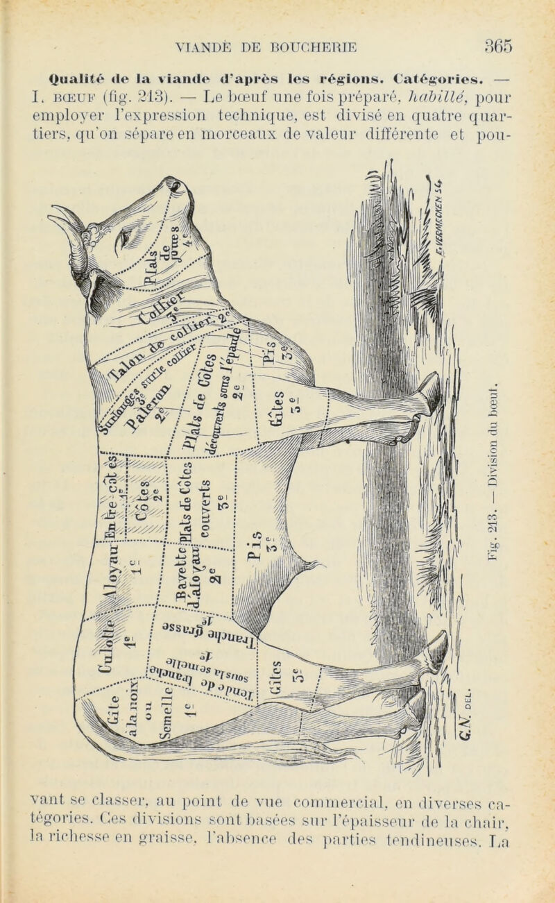 Qiialilé <le la viaiulo d’après los régions. Calèftories. — I. BŒUF (fig. 218). — IjG bœuf une fois préparé, hahillé, ])Our employer l’expression teclinique, est divisé en quatre quar- tiers, qu’on sépare en morceaux de valeur dilféreute et pou- vant se classpi’. au point de vue commei'cial, en diverses tégories. Ces divisions sont basées sur ré))aisseiir de la eb la richesse en graisse, l'aljsema' des ))arties tendineuses. ca- air. T.a