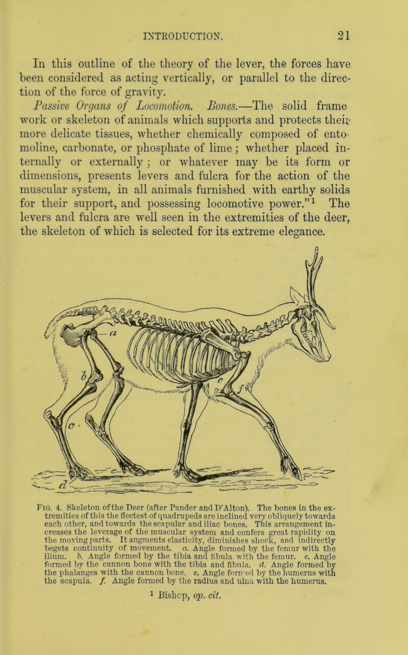 111 this outline of the theory of the lever, the forces have been considered as acting vertically, or parallel to the direc- tion of the force of gravity. Passive Organs of Locomotion. Bones.—The solid frame work or skeleton of animals which supports and protects their more delicate tissues, ivhether chemically comjiosed of ento- moline, carbonate, or phosphate of lime; whether placed in- ternally or externally; or whatever may be its form or dimensions, presents levers and fulcra for the action of the muscular system, in all animals furnished with earthy solids for their support, and possessing locomotive power.” ^ The levers and fulcra are well seen in the extremities of the deer, the skeleton of which is selected for its extreme elegance. Fio. 4. Skeleton of the Deer (after Pander and D’Alton). The bones in the ex- tremities of this the fleetest of quadrupeds are inclined very obliquely towards each other, and towards the scapular and iliac bones. This arrangement in- creases the leverage of the muscular system and confers great rapidity on the moving parts. It augments elasticity, diminishes shock, and indirectly begets contitiuity of movement, a. Angle formed by the femur with the ilium, h. Angle formed by the tibia and fibula with the femur, c. Angle formed by the cannon bone with the tibia and fibula. (1. Angle formed by the phalanges with the cannon bone. e. Angle fom'od by the humerus with the scapula. /. Angle formed by the radius and ulna with the humerus.