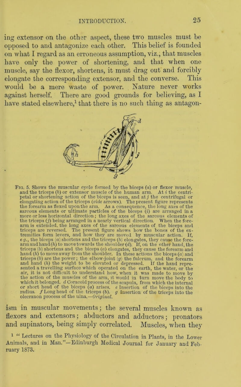 ing extensor on the other aspect, tliese two muscles must he opposed to and antagonize each other. This belief is founded on what I regard as an erroneous assumption, viz., that muscles have only the power of shortening, and that when one muscle, say the flexor, shortens, it must drag out and forcibly elongate the corresponding extensor, and the converse. This would be a mere waste of power. Nature never works against herself. There are good grounds for believing, as I have stated elsewhere,^ that there is no such thing as antagoii- Fro. 5. Shows the muscular cycle forinetl by the biceps (a) or flexor muscle, and the triceps (6) or extensor muscle of the human arm. At i the centri- petal or shortening action of the biceps is seen, and at j the centrifugal or elongating action of the triceps (vide arrows). The present figure represents the forearm as flexed uponthe arm. As a consequence, the long axes of the sarcous elements or ultimate pivrticles of the biceps (i) are arranged in a more or less horizontal direction; the long axes of the sarcous elements of the triceps (j) being arranged in a nearly vertical direction. When the fore- arm is extended, the long axes of the sarcous elements of the biceps and triceps are reversed. The present figure shows how the bones of the ex- tremities form levers, and how they are moved by muscular action. If, e (f., the biceps (os) shortens and the triceps (6) elongates, they cause the fore- arm and hand (ft.) to movetowards the shoulder(d). If, on the other hand, the triceps (ft) shortens and the biceps (a) elongates, they cause the forearm and hand (ft) to move away from the shoulder. In these actions the biceps (a) and triceps (b) are the power; the elbow-joint (ff) the fulcrum, and the forearm and hand (ft) the weight to be elevated or depressed. If the hand repre- sented a travelling surface which operated on the earth, the water, or the air, it is not difficult to understand how, when it was made to move by the action of the mus(des of the arm, it would in turn move the body to which it belonged, d Coracoid process of the scapula, from which the internal or short head of the biceps (a) arises, e Insertion of the biceps into the radius. / Long head of the triceps (6). g Insertion of the triceps into the olecranon proce.ss of the ulna.—Original. ism in muscular movements; the several muscles known as flexors and extensors; abductors and adductors; pronators and supinators, being simply correlated. Muscles, when they 1 “ Lectures on the Physiology of the Circulation in Plants, in the Lower Animals, and in Man.”—Edinburgh Medical Journal for Januarj' and Feb- ruary 1873,