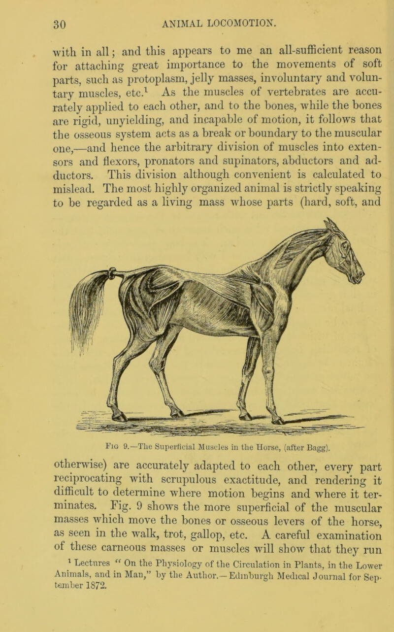 with in all; and this appears to me an all-sufficient reason for attaching great importance to the movements of soft parts, such as protoplasm, jelly masses, involuntary and volun- tary muscles, etc.^ As the muscles of vertebrates are accu- rately applied to each other, and to the bones, while the bones are rigid, unyielding, and incapable of motion, it follows that the osseous system acts as a break or boundary to the muscular one,—and hence the arbitrary division of muscles into exten- sors and flexors, pronators and supinators, abductors and ad- ductors. This division although convenient is calculated to mislead. The most highly organized animal is strictly speaking to be regarded as a living mass whose parts (hard, soft, and ViG 9.—The Superficial Muscles in the Horse, (after Bagg). otherwise) are accurately adapted to each other, every part reciprocating wdth scrupulous exactitude, and rendering it difficult to determine where motion begins and where it ter- minates. Fig. 9 shows the more superficial of the muscular masses which move the bones or osseous levers of the horse, as seen in the walk, trot, gallop, etc. A careful examination of these carneous masses or muscles will show that they run ' Lectures “ On the Physiology of the Circulation in Plants, in the Lower Animals, and in Man,” by the Author.—Edinburgh Medical Journal for Sep- t«niber 1872.