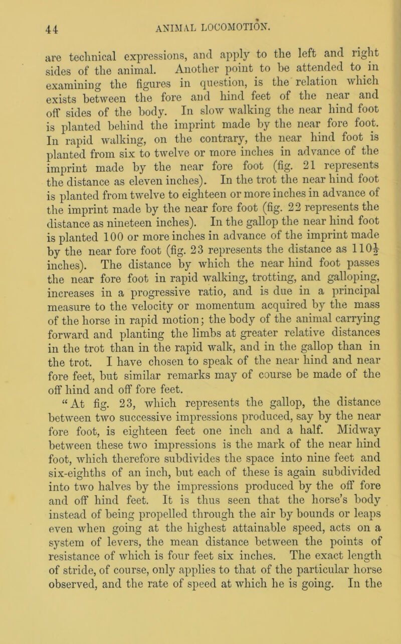 are technical expressions, and apply to the left and right sides of the animal. Another point to be attended to in examining the figures in (][iiestion, is the relation which exists between the fore and hind feet of the near and off sides of the body. In slow walking the near hind foot is planted behind the imprint made by the near fore foot. In rapid walking, on the contrary, the near hind foot is planted from six to twelve or more inches in advance of the imprint made by the near fore foot (fig. 21 represents the distance as eleven inches). In the trot the near hind foot is planted from twelve to eighteen or more inches in advance of the imprint made by the near fore foot (fig. 22 represents the distance as nineteen inches). In the gallop the near hind foot is planted 100 or more inches in advance of the imprint made by the near fore foot (fig. 23 represents the distance as llOi- iuches). The distance by which the near hind foot passes the near fore foot in rapid walking, trotting, and galloping, increases in a progressive ratio, and is due in a principal measure to the velocity or momentum acquired by the mass of the horse in rapid motion; the body of the animal carrying forward and planting the limbs at greater relative distances in the trot than in the rapid walk, and in the gallop than in the trot. I have chosen to speak of the near hind and near fore feet, but similar remarks may of course be made of the off hind and off fore feet. “At fig. 23, Avhich represents the gallop, the distance between two successive impressions produced, say by the near fore foot, is eighteen feet one inch and a half. Midway between these two impressions is the mark of the near hind foot, which therefore subdivides the space into nine feet and six-eighths of an inch, but each of these is again subdivided into two halves by the impressions produced by the off fore and off hind feet It is thus seen that the horse’s body instead of being propelled through the air by bounds or leaps even when going at the highest attainable speed, acts on a system of levers, the mean distance between the points of resistance of which is four feet six inches. The exact length of stride, of course, only applies to that of the particular horse observed, and the rate of speed at which he is going. In the