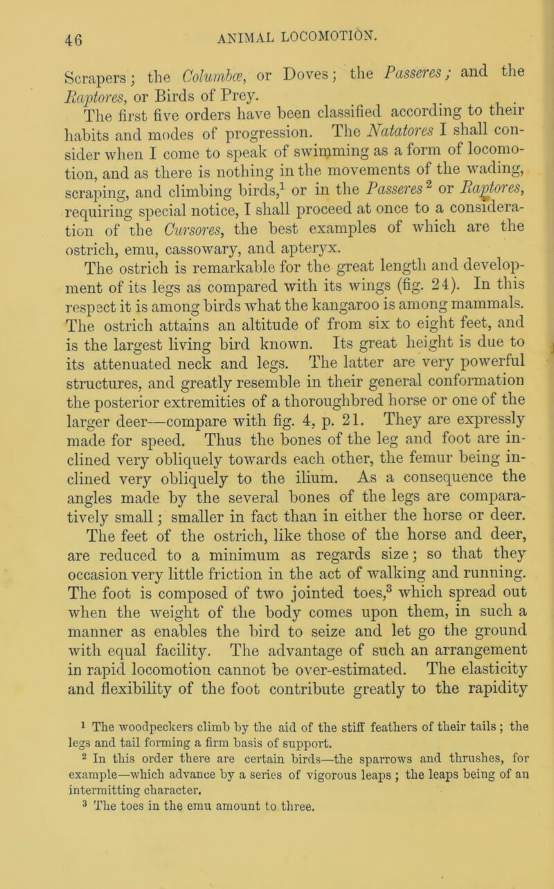 Scrapersj the Colurnhce, or Doves; the Passeves; and the Jiaptores, or Birds of Prey. The first five orders have been classified according to their habits and modes of progression. The Natatores I shall con- sider when I come to speak of swinjming as a form of locomo- tion, and as there is nothing in the movements of the wading, scraping, and climbing birds,^ or in the Pdss&rcs^ or Pa^OTes, requiring special notice, I shall proceed at once to a considera- tion of the Cursores, the best examples of which are the ostrich, emu, cassowary, and apteryx. The ostrich is remarkable for the great length and develop- ment of its legs as compared with its wings (fig. 24). In this respect it is among birds what the kangaroo is among mammals. The ostrich attains an altitude of from six to eight feet, and is the largest living bird known. Its great height is due to its attenuated neck and legs. The latter are very powerful structures, and greatly resemble in their general conformation the posterior extremities of a thoroughbred horse or one of the larger deer—compare with fig. 4, p. 21. They are expressly made for speed. Thus the bones of the leg and foot are in- clined very obliquely towards each other, the femur being in- clined very obliquely to the ilium. As a consequence the angles made by the several bones of the legs are compara- tively small; smaller in fact than in either the horse or deer. The feet of the ostrich, like those of the horse and deer, are reduced to a minimum as regards size; so that they occasion very little friction in the act of walking and running. The foot is composed of two jointed toes,^ which spread out when the Aveight of the body comes upon them, in such a manner as enables the bird to seize and let go the ground with equal facility. The advantage of such an arrangement in rapid locomotion cannot be over-estimated. The elasticity and flexibility of the foot contribute greatly to the rapidity 1 The woodpeckers climb by the aid of the stiff feathers of their tails ; the legs and tail forming a firm basis of support. 2 In this order there are certain birds—the sparrows and thrushes, for example—which advance by a series of vigorous leaps ; the leaps being of an intermitting eharacter. 3 The toes in the emu amount to three.