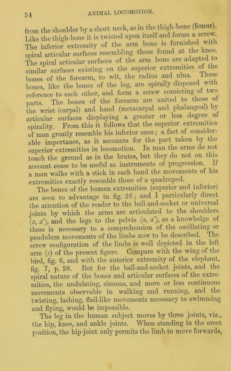 from the shoulder by a short neck, as in the thigh-bone (femur). Like the thigh-bone it is twisted upon itself and forms a screu. The inferior extremity of the arm bone is furnished with spiral articular surfaces resembling those found at the knee. The spiral articular surfaces of the arm bone are_ adapted to similar surfaces existing on the superior extremities of the bones of the forearm, to wit, the radius and ulna. bones like the bones of the leg, are spirally disimsed with reference to each other, and form a screw consisting of two parts. The bones of the forearm are united to those ot the wrist (carpal) and hand (metacarpal and phalangeal) by articular surfaces displaying a greater or less degree _ ot spirality. From this it follows that the superior extremities of man greatly resemble his inferior ones; a fact of consider- able importance, as it accounts for the part taken by the superior extremities in locomotion. In man the arms do not touch the ground as in the brutes, but they do not on this account cease to be useful as instruments of progression. If a man walks with a stick in each hand the movements of his extremities exactly resemble those of a quadruped. The bones of the human extremities (superior and inferior) are seen to advantage in fig. 26; and I particularly direct the attention of the reader to the ball-and-socket or universal joints by which the arms are articulated to the shoulders {x, x), and the legs to the pelvis {a, a'), as a knowledge of these is necessary to a comprehension of the oscillating or pendulum movements of the limbs now to be described. The screw configuration of the limbs is well depicted in the left arm {x) of the present figure. Compare with the wing of the bird, fig. 6, and with the anterior extremity of the elephant, fig. 7, p. 28. But for the ball-and-socket joints, and the spiral nature of the bones and articular surfaces of the extre- mities, the undulating, sinuous, and more or less continuous movements observable in walking and running, and the twisting, lashing, flail-like movements necessary to swimming and flying, would be impossible. The leg in the human subject moves by three joints, viz., the hip, knee, and ankle joints. When standing in the erect position, the hip-joint only permits the limb to move forwards,