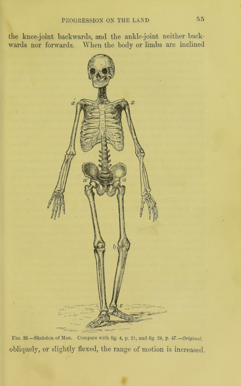 the knee-joint backwards, and the ankle-joint neither back- wards nor forwards. When the body or limbs are inclined Fig. 26.—Skeleton of Man. Compare with fig. 4, p. 21, and flg. 24, p. 47.—Original. obliquely, or slightly fle.ved, the range of motion is increased.