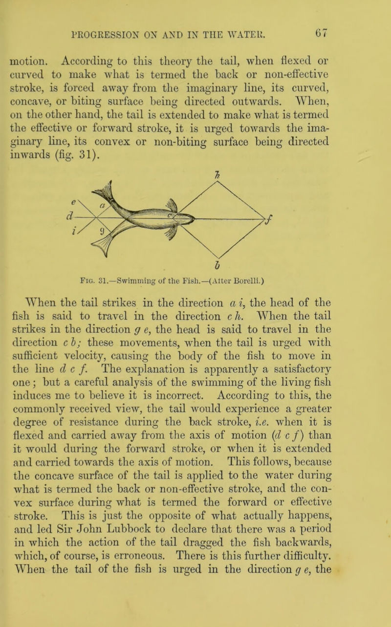 motion. According to this theory the tail, when flexed or curved to make Avhat is termed the back or non-effective stroke, is forced away from the imaginary line, its curved, concave, or biting surface being directed outwards. When, on the other hand, the tail is extended to make what is termed the effective or forward stroke, it is urged towards the ima- ginary Hne, its convex or non-biting surface being directed inwards (fig. 31). h Fig. 31.—Swimming of tlie Fish.—(Alter Borelli.) When the tail strikes in the direction a i, the head of the fish is said to travel in the direction c h. When the tail strikes in the direction g e, the head is said to travel in the direction cb; these movements, when the tail is urged with sufficient velocity, causing the body of the fish to move in the line d c f. The explanation is apparently a satisfactory one; but a careful analysis of the swimming of the living fish induces me to believe it is incorrect. According to this, the commonly received view, the tail would experience a greater degree of resistance during the back stroke, i.e. when it is flexed and carried away from the axis of motion (d cf) than it would during the forward stroke, or when it is extended and carried towards the axis of motion. This follows, because the concave surface of the tail is applied to the water during what is termed the back or non-effective stroke, and the con- vex surface during what is termed the forward or effective stroke. This is just the opposite of what actually happens, and led Sir John Lubbock to declare that there was a period in which the action of the tail dragged the fish backwards, which, of course, is erroneous. There is this further difficulty. When the tail of the fish is urged in the direction g e, the