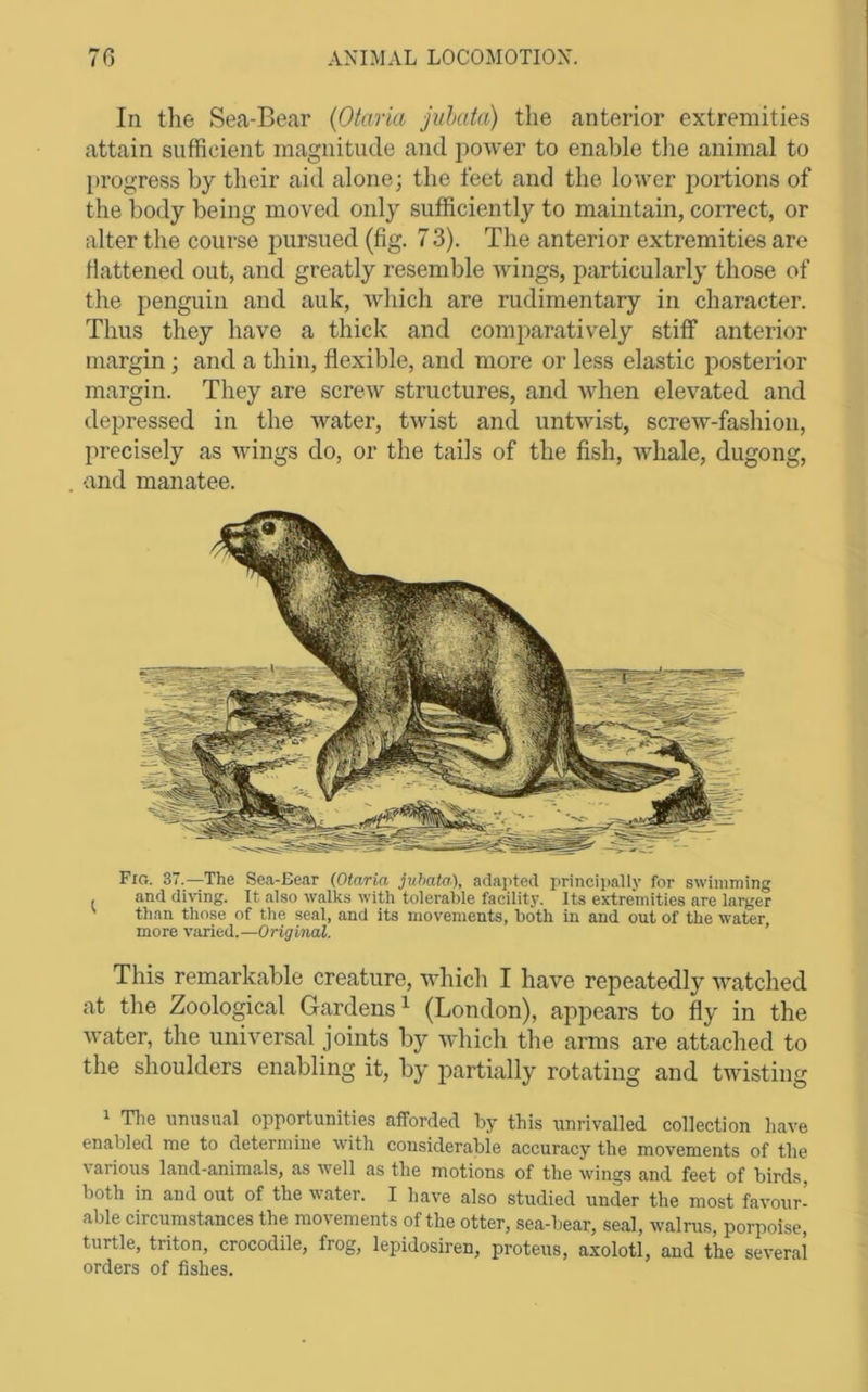 In the Sea-Bear (Otaria juhata) the anterior extremities attain sufficient magnitude and power to enable the animal to progress by their aid alone; the feet and the lower i^ortions of the body being moved only sufficiently to maintain, correct, or alter the course pursued (fig. 7 3). The anterior extremities are fiattened out, and greatly resemble wings, particularly those of the penguin and auk, which are rudimentary in character. Thus they have a thick and comparatively stiff anterior margin; and a thin, flexible, and more or less elastic posterior margin. They are screw structures, and when elevated and depressed in the water, twist and untwist, screw-fashion, precisely as wings do, or the tails of the fish, whale, dugong, •and manatee. FiCr. 37.—The Sea-Be.ir (Otaria juhata), adapted principally for swimming . and di^dng. It also walks with tolerable facility. Its extremities are larger ' than those of the seal, and its movements, both in and out of the water more varied.—Original. ’ This remarkable creature, which I have repeatedly watched at the Zoological Gardens ^ (London), appears to fly in the water, the universal joints by which the arms are attached to the shoulders enabling it, by partially rotating and twisting 1 Tlie unusual opportunities afforded by this unrivalled collection have enabled me to determine wdth considerable accuracy the movements of the ^arious land-animals, as well as the motions of the wdngs and feet of birds, both in and out of the w’ater. I have also studied under the most favour- able circumstances the movements of the otter, sea-bear, seal, walrus, porpoise, turtle, triton, crocodile, frog, lepidosiren, proteus, axolotl, and the several orders of fishes.