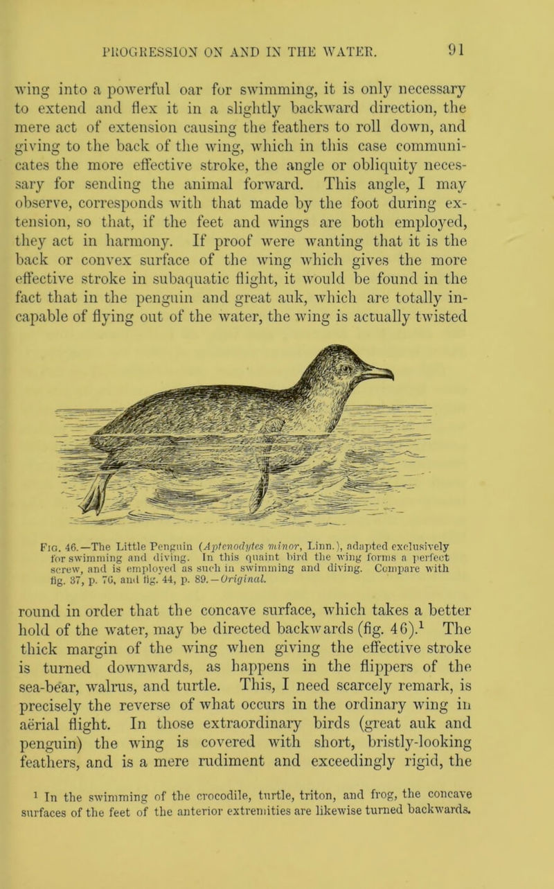 wing into a iwwerful oar for swimming, it is only necessary to extend and flex it in a slightly baclcAvard direction, the mere act of extension causing the feathers to roll down, and giving to the back of the wing, which in this case communi- cates the more effective stroke, the angle or obliquity neces- sary for sending the animal forward. This angle, I may observe, corresponds with that made by the foot during ex- tension, so that, if the feet and wings are both employed, they act in harmony. If proof were Avanting that it is the back or convex surface of the Aving Avhich gives the more effective stroke in subaquatic flight, it Avould be found in the fact that in the penguin and great auk, Avhich are totally in- capable of flying out of the Avater, the Aving is actually tAvisted Fig. 46.—The Little Penpniii (Aptcnodytes minor, Linn.), adapted exelnsively for swimming and diving. In tins fpiaint bird tlie wing forms a perfect screw, and is employed as sncli in swimming and diving. Compare with fig. 37, p. 70, and tig. 44, p. 89. —Original. round in order that the concaAm surface, Avhich takes a better hold of the AVTxter, may be directed backAvards (fig. 46).^ The thick margin of the Aving Avhen giving the effective stroke is turned doAAmAvards, as happens in the flippers of the sea-bear, Avalnis, and turtle. This, I need scarcely remark, is precisely the reverse of Avhat occurs in the ordinary Aving in aerial flight. In those extraordinary birds (great auk and penguin) the wing is covered Avith short, bristly-looking feathers, and is a mere rudiment and exceedingly rigid, the 1 In the swimming of the crocodile, turtle, triton, and frog, the concave surfaces of the feet of the anterior extremities are likewise turned backwards.