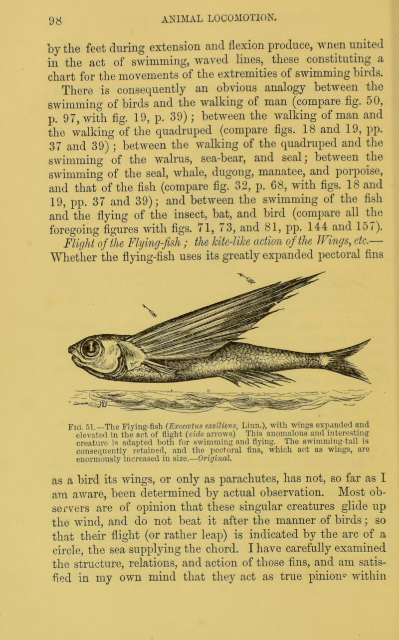 <J8 by the feet during extension and flexion produce, wnen united in the act of swimming, waved lines, these constituting a chart for the movements of the extremities of swimming birds. There is consequently an obvious analogy between the swimming of birds and the walking of man (compare flg. 50, p. 97, with fig. 19, p. 39); between the walking of man and the walking of the quadruped {compare figs. 18 and 19, pp. 37 and 39) ; between the walking of the quadruped and the swimming of the walrus, sea-bear, and seal ^ between the swimming of the seal, whale, dugong, manatee, and porpoise, and that of the fish (compare fig. 32, p. 68, with figs. 18 and 19, pp. 37 and 39); and between the swimming of the fish and the flying of the insect, bat, and bird (compare all the foregoing figures with figs. 71, 73, and 81, pp. 144 and 157). Flight of the Flying-fish ; the kite-like action of the JFings, etc.— \Vliether the flying-fish uses its greatly expanded pectoral fins Fig. 51.—The Flying-fish (Exoccdns exslUerts, Linn.), with wings expanded and elevated in the act of flight (vide arrows) This anomalous and interesting creature is adapted both for swimming and flying. The swimming-tail is consequently retained, and the iicctoral fins, which act as wings, are enormously increased in size.—Original. as a bird its wings, or only as parachutes, has not, so far as I am aware, been determined by actual observation. Most ob- servers are of opinion that these singular creatures glide up the wind, and do not beat it after the manner of birds; so that their flight (or rather leap) is indicated by the arc of a circle, the sea supplying the chord. I have carefully examined the structure, relations, and action of those fins, and am satis- fied in my own mind that they act as true pinion<=' within