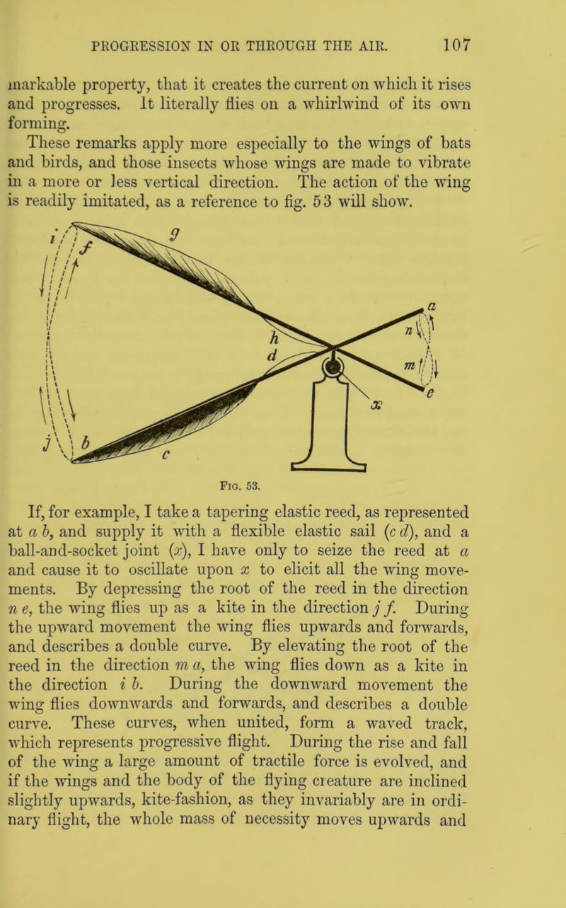 markable property, that it creates the current on which it rises and progresses. It literally flies on a whirlwind of its own forming. These remarks apply more especially to the wings of bats and birds, and those insects whose wings are made to vibrate in a more or less vertical direction. The action of the wing is readily imitated, as a reference to fig. 53 will show. If, for example, I take a tapering elastic reed, as represented at a b, and supply it with a flexible elastic sail (c d), and a ball-and-socket joint (is), I have only to seize the reed at a and cause it to oscillate upon z to elicit all the wing move- ments. By depressing the root of the reed in the direction n e, the wing flies up as a kite in the direction j f. During the upward movement the wing flies upwards and forwards, and describes a double curve. By elevating the root of the reed in the direction m a, the wing flies down as a kite in the direction i h. During the downward movement the wing flies downwards and forwards, and describes a double curve. These curves, when united, form a waved track, which represents progressive flight. During the rise and fall of the wing a large amount of tractile force is evolved, and if the wings and the body of the flying creature are inclined slightly upwards, kite-fashion, as they invariably are in ordi- nary flight, the whole mass of necessity moves upwards and