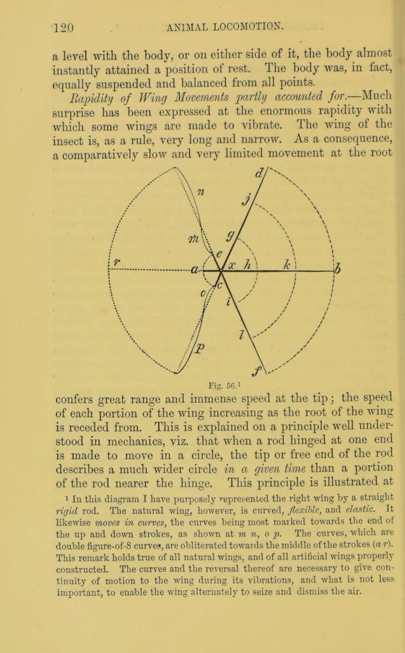 a level with the body, or on either side of it, the body almost instantly attained a position of rest. The body was, in fact, equally suspended and balanced from all points. Rapidity of Wing Movements partly accounted for.—Much surprise has been expressed at the enormous rapidity with which some wings are made to vibrate. The wing of the insect is, as a rule, very long and narrow. As a consequence, a comparatively slow and very limited movement at the root confers great range and immense speed at the tip; the speed of each portion of the wing increasing as the root of the wing is receded from. This is explained on a principle well under- stood in mechanics, viz. that when a rod hinged at one end is made to move in a circle, the tip or free end of the rod describes a much wider circle in a given time than a portion of the rod nearer the hinge. This principle is illustrated at 1 In this diagi’am I have purposely represented the right wing by a straight rigid rod. The natural wing, however, is curved, flexible, and elastic. It likewise moves in curves, the curves being mo.st marked towards the end of the up and down strokes, as shown at m n, o p. The curves, which are double figure-of-8 curves, are obliterated towards the middle of the strokes (a r). This remark holds true of all natural wings, and of all artificial wings properly constructed. The curves and the reversal thereof are necessary to give con- tinuity of motion to the wing during its vibrations, and what is irot less important, to enable the wing alternately to seize and dismiss the air.