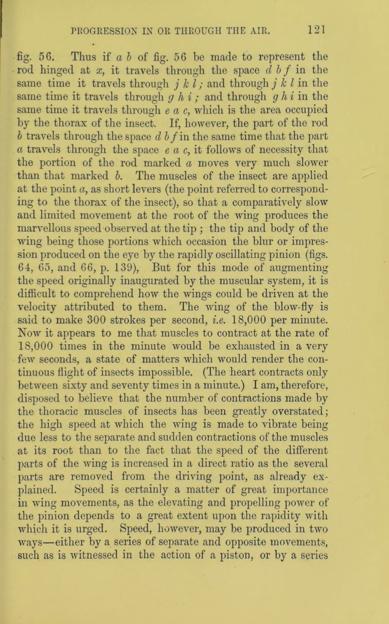 fig. 56. Thus if a 6 of fig. 56 be made to represent the rod hinged at x, it travels through the space d h f m the same time it travels through j kl; and through j k I in the same time it travels through g h i; and through g hi in the same time it travels through e a c, which is the area occupied by the thorax of the insect. If, however, the part of the rod h travels through the space dhfiw the same time that the part a travels through the space e a c,\i follows of necessity that the portion of the rod marked a moves very much slower than that marked h. The muscles of the insect are applied at the point a, as short levers (the point referred to correspond- ing to the thorax of the insect), so that a comparatively slow and limited movement at the root of the wing produces the marvellous speed observed at the tip ; the tip and body of the wing being those portions which occasion the blur or impres- sion produced on the eye by the rapidly oscillating pinion (figs. 64, 65, and 66, p. 139), But for this mode of augmenting the speed originally inaugurated by the muscular system, it is difficult to comprehend how the wings could be driven at the velocity attributed to them. The wing of the blow-ffy is said to make 300 strokes per second, i.e. 18,000 per minute. Now it appears to me that muscles to contract at the rate of 18,000 times in the minute would be exhausted in a very few seconds, a state of matters which would render the con- tinuous flight of insects impossible. (The heart contracts only between sixty and seventy times in a minute.) I am, therefore, disposed to believe that the number of contractions made by the thoracic muscles of insects has been greatly overstated; the high speed at which the wing is made to vibrate being due less to the separate and sudden contractions of the muscles at its root than to the fact that the speed of the different parts of the wing is increased in a direct ratio as the several parts are removed from the driving point, as already ex- plained. Speed is certainly a matter of great importance in wing movements, as the elevating and propelling power of the pinion depends to a great extent upon the rapidity with which it is urged. Speed, however, may be produced in two ways—either by a series of separate and opposite movements, such as is witnessed in the action of a piston, or by a series