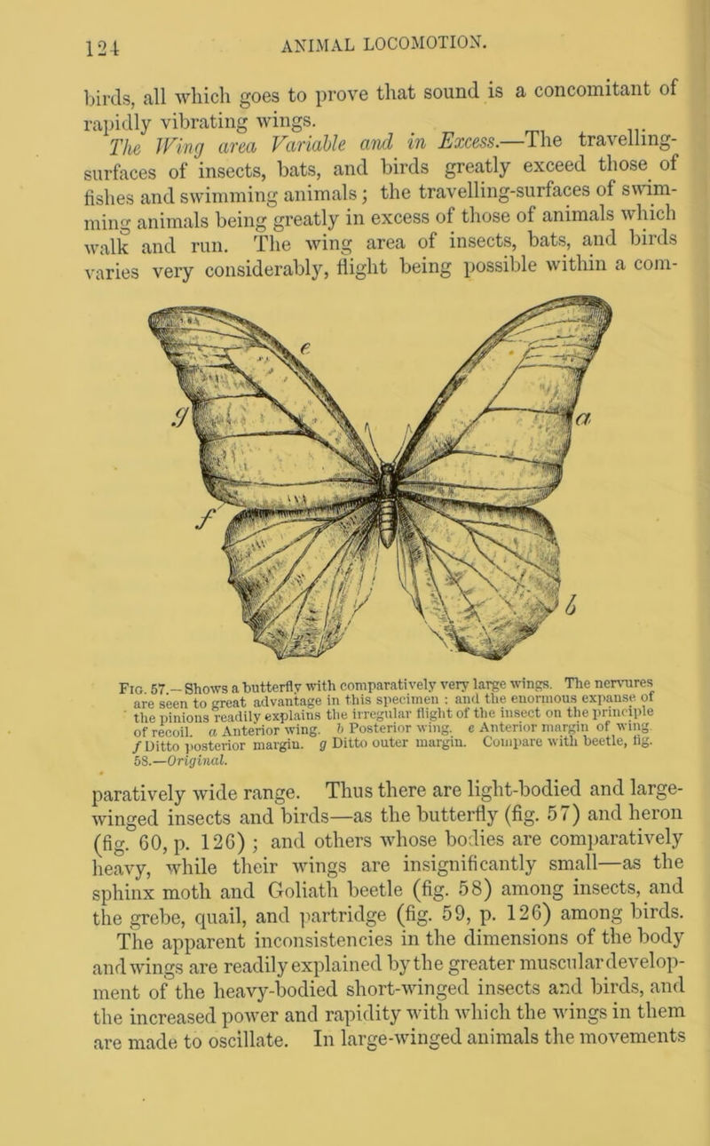 ])ircls, all which goes to prove that sound is a concomitant of rapidly vibrating wings. The Wing area Variable and in Excess.—The travelling- surfaces of insects, bats, and birds greatly exceed those of fishes and swimming animals; the travelling-surfaces of swim- ming animals being greatly in excess of those of animals which walk and run. The wing area of insects, bats, and birds varies very considerably, flight being possible within a com- Fig 57 - Shows a hutterflv with comraratively very large wings. The nemires are seen to great advantage in this specimen : and tlie enormous expanse ot ■ the pinions Wlily explains the irregular flight of the insect on the principle of recoil a Anterior wing, h Posterior wing, c Anterior margin of wing /Ditto posterior margin, g Ditto outer margin. Compare with beetle, tig. 58.—Original. paratively wide range. Thus there are light-bodied and large- winged insects and birds—as the butterfly (fig. 57) and heron (fig. 60, p. 126) ; and others whose bodies are comparatively heavy, while their wings are insignificantly small—as the sphinx moth and Goliath beetle (fig. 58) among insects, and the grebe, quail, and iiartridge (fig. 59, p. 126) among birds. The apparent inconsistencies in the dimensions of the body and wings are readily explained by the greater muscnlardevelop- ment of the heavy-bodied short-winged insects and birds, and the increased power and rapidity with which the wings in them are made to oscillate. In large-winged animals the movements