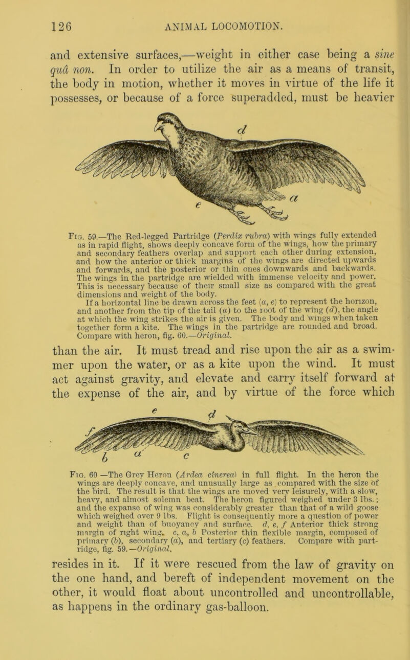 and extensive surfaces,—weight in either case being a sine qud non. In order to utilize the air as a means of transit, the body in motion, whether it moves in virtue of the life it possesses, or because of a force superadded, must be heavier Fia. 59—The Red-legged Partridge {Perdix ruhra) with wings fully extended as in rapid flight, shows deeply concave form of the wings, how the primary and secondary feathers overlap and sup]iort each other during extension, and how the anterior or thick margins of the wings are dii’ected u]iwards and forwards, and the posterior or tliin ones downwards and backwards. The wings in the partridge are wielded with immense velocity and power. This is necessary because of their small size as compared with the great dimensions and weight of the body. If a horizontal line be drawn across the feet (a, e) to represent the honzon, and another from the tip of the tail (a) to the root of the wing (d), the angle at which the wing strikes the air is given. The body and wings when taken together form a kite. The wings in the partridge are rounded and broad. Compare with heron, fig. CO.—Original. than the air. It must tread and rise upon the air as a swim- mer upon the water, or as a kite upon the wind. It must act against gravity, and elevate and carry itself forward at the expense of the air, and by virtue of the force which Fig. 60—The Grey Heron (Ardm cinerea) in full flight. In the heron the wings are deeply concave, and unusually large as compared with the size of the bird. The result is that the wings are moved very leisurely, with a slow, heavy, and almost solemn beat. The heron figured weighed under 3 lbs.; and the expanse of wing was considerably greater than that of a wild goose which weighed over 9 lbs. Flight is consequently more a question of power and weight than of buoyancy and surface, d.'e. f Anterior thick strong margin of right wing» c, a, h Posterior thin flexible margin, composed of primary (b), secondai’y (a), and tertiary (c) feathers. Compare with part- ridge, fig. h9.—Original. resides in it. If it were rescued from the law of graidty on the one hand, and bereft of independent movement on the other, it would float about uncontrolled and uncontrollable, as happens in the ordinary gas-balloon.