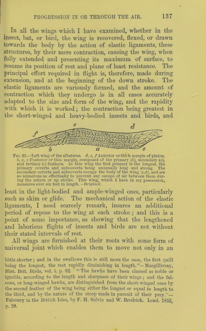 In all the wings Avliicli I have examined, whether in the insect, hat, or bird, the wing is recovered, flexed, or drawn towards the body by the action of elastic ligaments, these structures, by their mere contraction, causing the wing, when fully extended and presenting its maximum of surface, to resume its position of rest and plane of least resistance. The principal effort required in flight is, therefore, made during extension, and at the beginning of the down stroke. The elastic ligaments are variously formed, and the amount of contraction Avhich they undergo is in all cases accurately adapted to the size and form of the wing, and the rapidity with which it is worked; the contraction being greatest in the short-winged and heavy-bodied insects and birds, and Fig. 62.—Left wing nf the albatross, d, e, / Anterior or thick margin of pinion. b, a, c Posterior or thin margin, composed of tlie primary (b), secondary {a), and tertiary (c) feather.s. In tliis wing the first primary is the longest, the primary coverts and snbcoverts being nnusualiy long and strong. The secondary coverts and snbcoverts occupy tlie body of the wing (e,d), and are so numerous as effectually to prevent any escape of air between them dur- ing the return or up stroke. This wdng, which I have in my possession, measures over si.\; feet in length. —Original. least in the light-bodied and ample-winged ones, particularly such as skim or glide. The mechanical action of the elastic ligaments, I need scarcely remark, insures an additional period of repose to the wing at each stroke ; and this is a point of some importance, as showing that the lengthened and laborious flights of insects and birds are not without their stated intervals of rest. All wings are furnished at their roots with some form of universal joint which enables them to move not only in an little shorter; and in the swallows this is still more the case, the first qnill being the longest, the rest rapidly diminishing in length. Macgillivray, Hist. Brit. Birds, vol. i. p. 82. “ The hawks have been classed as noble or ignoble, according to the length and sharpness of their wings; and the fal- cons, or long-winged hawks, are distinguished from the short-winged ones by the second feather of the wing being either the longest or equal in length to the third, and by the nature of the stoop made in pursuit of their prey.”— Falconry in the British Isles, by F. H. Salvin and W. Brodrick. Lond. 1855, p. 28.