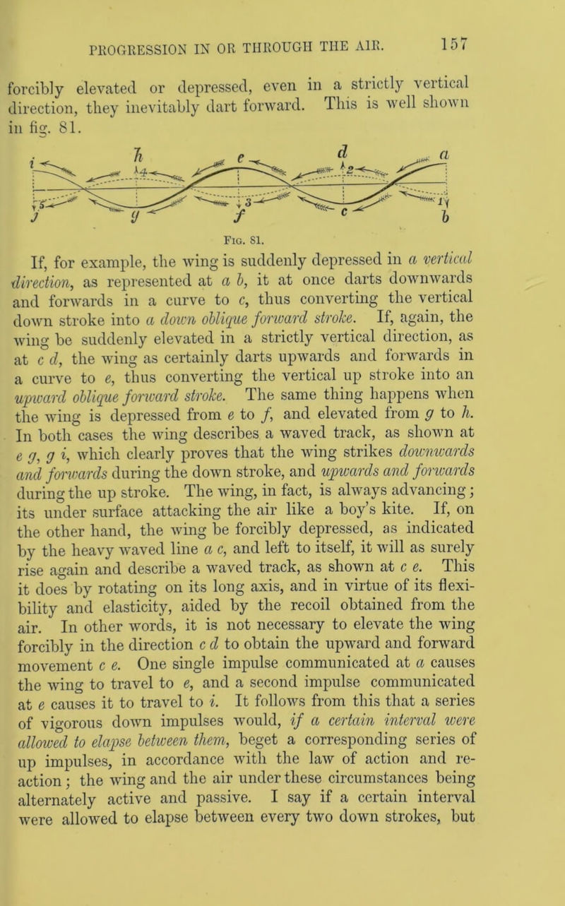 forcibly elevated or depressed, even in a strictly vertical direction, they inevitably dart forward. This is well shov n in fig. 81. If, for example, the wing is suddenly depressed in a vertical direction, as represented at a h, it at once darts downwards and forwards in a curve to c, thus converting the vertical down stroke into a down oblique fonvard stroke. If, again, the Aving be suddenly elevated in a strictly vertical direction, as at c d, the Aving as certainly darts upAvards and foi'Avards in a curve to e, thus converting the vertical up stroke into an upioard oblique fonvard stroke. The same thing happens Avhen the Aving is depressed from e to /, and elevated from g to h. In both cases the Aving describes a waved track, as shoAvn at e g, g i, Avhich clearly proves that the Aving strikes dowmcards and fonvards during the doAvn stroke, and upwards and fonvards during the up stroke. The Aving, in fact, is always advancing; its under surface attacking the air like a boy’s kite. If, on the other hand, the Aving be forcibly depressed, as indicated by the heavy Avaved line a e, and left to itself, it Avill as surely rise again and describe a waved track, as shown at c e. This it does by rotating on its long axis, and in Aurtue of its flexi- bility and elasticity, aided by the recoil obtained from the air. In other Avords, it is not necessary to elevate the Aving forcibly in the direction cd to obtain the upward and forward movement c e. One single impulse communicated at a causes the Aving to travel to e, and a second impulse communicated at e causes it to travel to i. It follows from this that a series of vigorous doAvn impulses Avould, if a certain interval were allowed to elapse between them, beget a corresponding series of up impulses, in accordance Avith the laAV of action and re- action ; the AA’ing and the air under these circumstances being alternately active and passive. I say if a certain interval Avere alloAv^ed to elapse betAveen every two down strokes, but