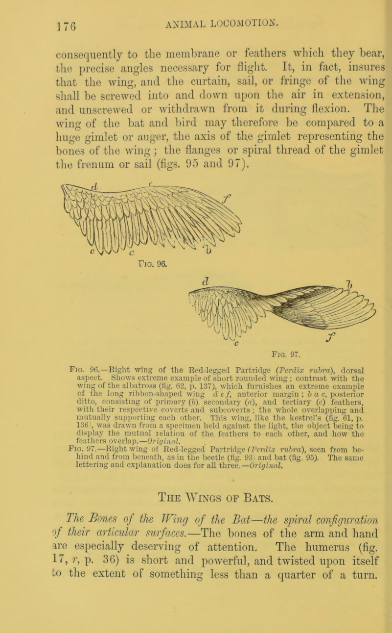 17G consequently to the membrane or feathers which they bear, the precise angles necessary for flight. It, in fact, insures that the wing, and the curtain, sail, or fringe of the wing shall be screwed into and down upon the air in extension, and unscrewed or withdrawn from it during flexion. The wing of the bat and bird may therefore be compared to a huge gimlet or auger, the axis of the gimlet representing the bones of the wing ; the flanges or spiral thread of the gimlet the frenuni or sail (figs. 95 and 97). Fig. 9t!.—Right wing of the Red-legged Partridge (Perdix rubra), dorsal aspeet. Shows extreme example of short rounded wing ; contrast with the wing of the albatross (fig. 62, p. 137), which furnishes an extreme example of the long ribbon-shaped wing d e f, anterior margin ; b a c, posterior ditto, consisting of primary (!;) secondary (a), and tertiary (c) feathers, with their respective coverts and subcoverts; the whole overlapping and mutually supporting each other. This wing, like the kestrel’s (fig. 61, p. 136', was drawn from a si)eeimen held against the light, the object being to display the mutual lelatioii of the feathers to each other, and how the feathers overlap.—Original. Fig. 97.—Right wing of Red-legged Partridge fJ’erdia; rubra), Reen from be- hind and from beneath, as in the beetle (fig. 93) and bat (fig. 95). The same lettering and explanation does for all three.—Original. The Wings of Bats. The Bones of the JFing of the Bat—the spiral configuration of their articular surfaces.—The bones of the arm and hand are especially deserving of attention. The humerus (fig. 17, r, p. 3G) is short and powerful, and twisted upon itself to the extent of something less than a quarter of a turn.