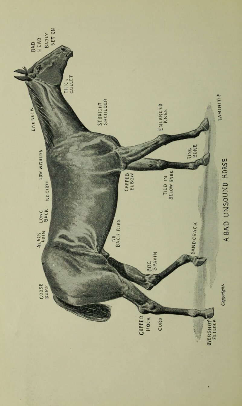 Cofyrieht. A BAD UNSOUND HORSE