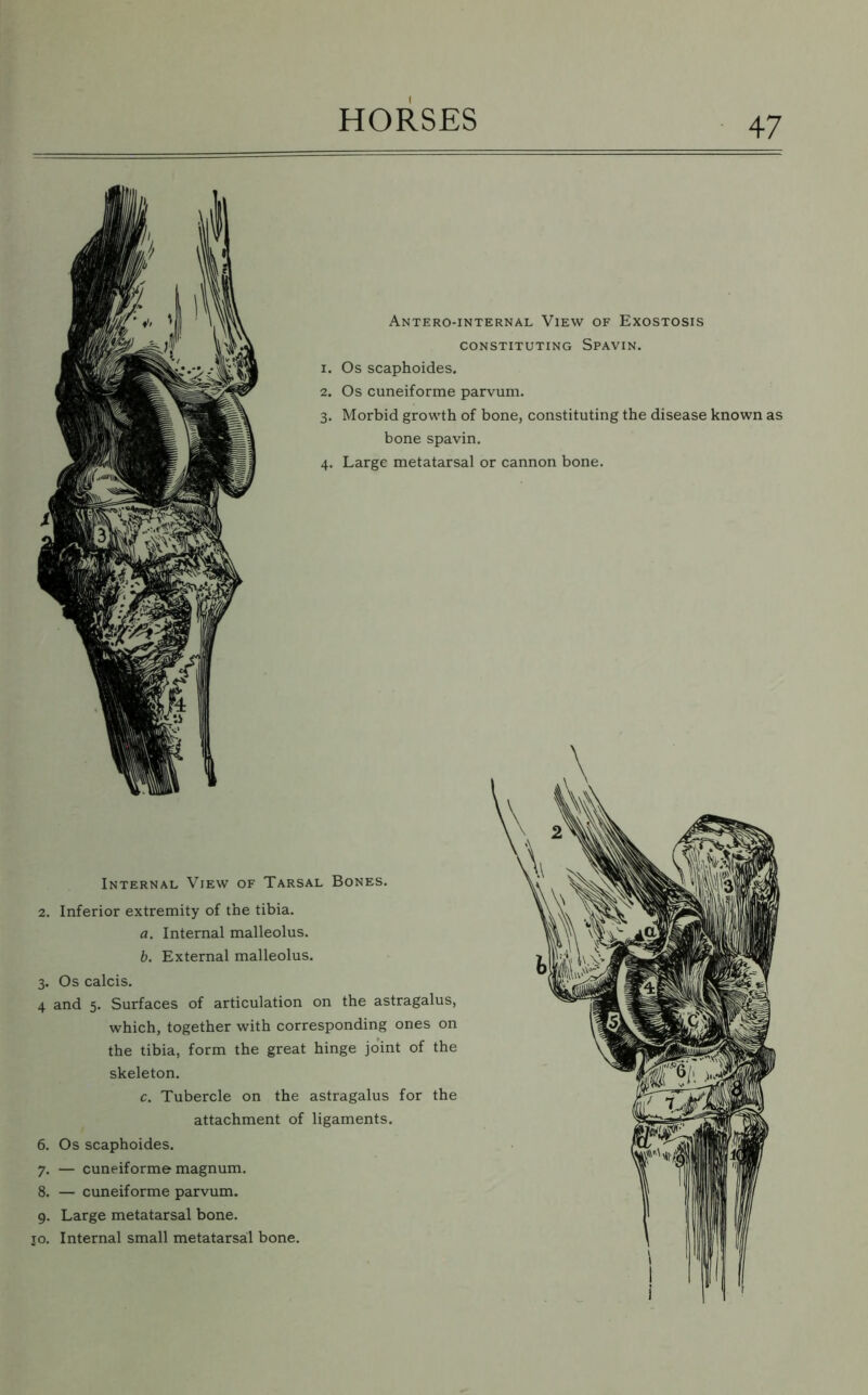 Antero-internal View of Exostosis CONSTITUTING SPAVIN. 1. Os scaphoides. 2. Os cuneiforme parvum. 3. Morbid growth of bone, constituting the disease known; bone spavin. 4. Large metatarsal or cannon bone. Internal View of Tarsal Bones. 2. Inferior extremity of the tibia. a. Internal malleolus. b. External malleolus. 3. Os calcis. 4 and 5. Surfaces of articulation on the astragalus, which, together with corresponding ones on the tibia, form the great hinge joint of the skeleton. c. Tubercle on the astragalus for the attachment of ligaments. 6. Os scaphoides. 7. — cuneiforme magnum. 8. — cuneiforme parvum. 9. Large metatarsal bone. to. Internal small metatarsal bone.