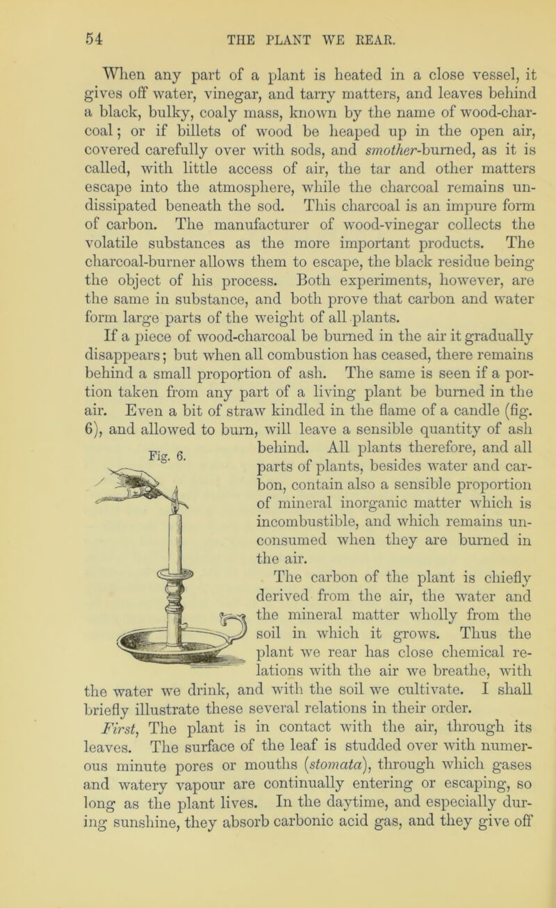 Wlien any part of a plant is heated in a close vessel, it gives off water, vinegar, and tarry matters, and leaves behind a black, bulky, coaly mass, known by the name of wood-cbar- coal; or if billets of wood be heaped up in the open air, covered carefully over with sods, and smother-humedi, as it is called, with little access of air, the tar and other matters escape into the atmosphere, while the charcoal remains un- dissipated beneath the sod. This charcoal is an impure form of carbon. The manufacturer of wood-vinegar collects the volatile substances as the more important products. The charcoal-burner allows them to escape, the black residue being the object of his process. Both experiments, however, are the same in substance, and both prove that carbon and water form large parts of the weight of all plants. If a piece of wood-charcoal be burned in the air it gradually disappears; but when all combustion has ceased, there remains behind a small proportion of ash. The same is seen if a por- tion taken from any part of a living plant be burned in the air. Even a bit of straw kindled in the flame of a candle (flg. 6), and allowed to burn, will leave a sensible quantity of ash behind. All plants therefore, and all parts of plants, besides water and car- bon, contain also a sensible proportion of mineral inorganic matter which is incombustible, and which remains un- consumed when they are burned in the air. The carbon of the plant is chiefly derived from the air, the water and the mineral matter wholly from the soil in which it grows. Thus the plant we rear has close chemical re- lations with the air we breathe, with the water we drink, and with the soil we cultiA^ate. I shall briefly illustrate these several relations in their order. First, The plant is in contact with the air, through its leaves. The surface of the leaf is studded over with numer- ous minute pores or mouths {stomata), through which gases and watery vapour are continually entering or escaping, so long as the plant lives. In the daytime, and especially dur- ing sunshine, they absorb carbonic acid gas, and they give off Fig. 6.