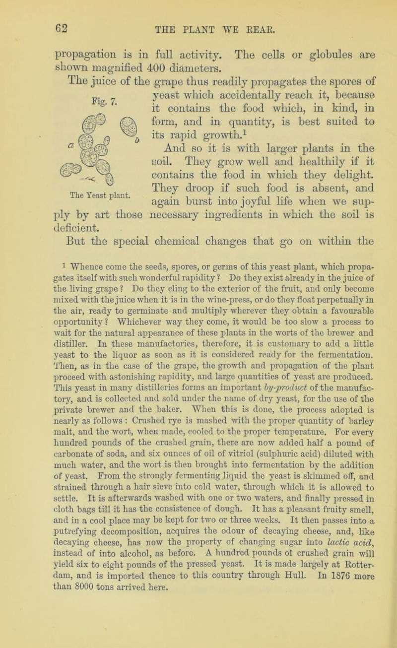 Fig. 7. propagation is in full activity. The cells or globules are shown magnified 400 diameters. The juice of the grape thus readily propagates the spores of yeast which accidentally reach it, because it contains the food which, in kind, in form, and in quantity, is best suited to its rapid growth.^ And so it is with larger plants in the coil. They grow well and healthily if it contains the food in which they delight. They droop if such food is absent, and again burst into joyful life when we sup- ply by art those necessary ingredients in which the soil is deficient. But the special chemical changes that go on within the 1 Whence come the seeds, spores, or germs of this yeast plant, which propa- gates itself with such wonderful rapidity ? Do they exist already in the juice of the living grape ? Do they cling to the exterior of the fruit, and only become mixed with the juice when it is in the wine-press, or do they float perpetually in the air, ready to germinate and multiply wherever they obtain a favourable opportunity ? Whichever way they come, it would be too slow a process to wait for the natural appearance of these plants in the worts of the brewer and distiller. In these manufactories, therefore, it is customary to add a little yeast to the liquor as soon as it is considered ready for the fermentation. Then, as in the case of the grape, the growth and propagation of the plant proceed with astonishing rapidity, and large quantities of yeast are produced. This yeast in many distilleries forms an imi^ortant hy-product of the manufac- tory, and is collected and sold under the name of dry yeast, for the use of the private brewer and the baker. When this is done, the j)rocess adopted is nearly as follows ; Cmshed rye is mashed with the proper quantity of barley malt, and the wort, when made, cooled to the proper temperature. For every hundred pounds of the crushed grain, there are now added half a pound of carbonate of soda, and six ounces of oil of vitriol (sulphuric acid) diluted with much water, and the wort is then brought into fermentation by the addition of yeast. From the strongly fermenting liquid the yeast is skimmed off, and strained through a hair sieve into cold water, through which it is allowed to settle. It is afterwards washed with one or two waters, and finally pressed in cloth bags till it has the consistence of dough. It has a pleasant fruity smell, and in a cool place may be kept for two or three weeks. It then passes into a putrefying decomposition, acquires the odour of decaying cheese, and, like decaying cheese, has now the property of changing sugar into lactic acid, instead of into alcohol, as before. A hundred pounds ol crushed grain will yield six to eight pounds of the pressed yeast. It is made largely at Rotter- dam, and is imported thence to this country through Hull. In 1876 more than 8000 tons arrived here.