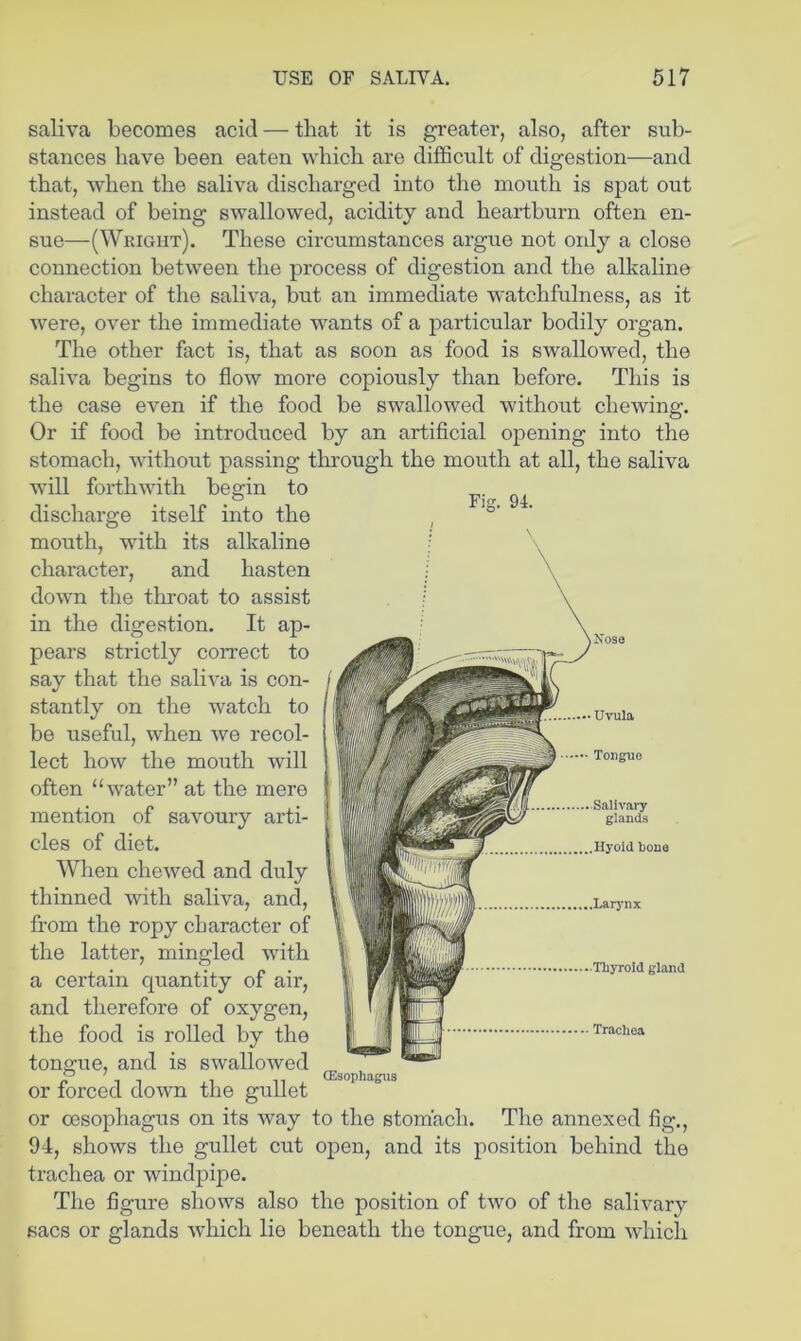 saliva becomes acid — that it is greater, also, after sub- stances have been eaten which are difficult of digestion—and that, when the saliva discharged into the mouth is spat out instead of being swallowed, acidity and heartburn often en- sue—(Wright). These circumstances argue not ordy a close connection between the process of digestion and the alkaline character of the saliva, but an immediate watchfulness, as it were, over the immediate wants of a particular bodily organ. The other fact is, that as soon as food is swallowed, the saliva begins to flow more copiously than before. This is the case even if the food be swallowed without chewing. Or if food be introduced by an artiflcial opening into the stomach, without passing tlu'ough the mouth at all, the saliva will forthwith begin to discharge itself into the mouth, with its alkaline character, and hasten down the throat to assist in the digestion. It ap- pears strictly correct to say that the saliva is con- stantly on the watch to be useful, when we recol- lect how the mouth will often “water” at the mere mention of savoury arti- cles of diet. When chewed and duly thinned with saliva, and, from the ropy character of the latter, mingled with a certain quantity of air, and therefore of oxygen, the food is rolled by the tongue, and is swallowed or forced down the gullet or oesophagus on its Avay to the stomach. The annexed fig., 91, shows the gullet cut open, and its position behind the trachea or windpipe. The figure shows also the position of two of the salivary sacs or glands which lie beneath the tongue, and from which Fig. 94. Nose Salivary- glands Hyoid bone Larj-nx Thyroid gland Trachea (Esophagus