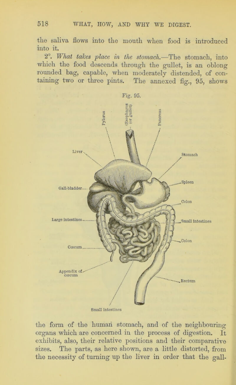 the saliva flows into the mouth when food is introduced into it. 2°. What takes place in the stomach.—The stomach, into Avhich the food descends through the gullet, is an oblong rounded bag, capable, when moderately distended, of con- taining two or thi-ee pints. The annexed fig., 95, shows Fig. 95. oc Liver.. S Gall-bladder..-. Large intestines Coecum Appendix coecum Stomach Colon Small Intestines Colon Small intestines the form of the human stomach, and of the neighbouring organs which are concerned in the process of digestion. It exhibits, also, their relative positions and their comparative sizes. The parts, as here shown, are a little distorted, from the necessity of turning up the liver in order that the gall-