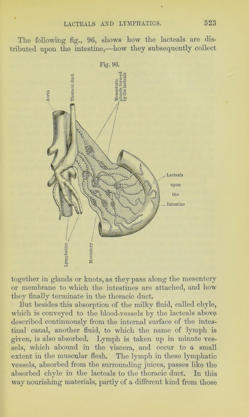The following fig., 96, shows how the lacteals are dis- tributed upon the intestine,—how they subsequently collect Fig. 96. together in glands or knots, as they pass along the mesentery or membrane to which the intestines are attached, and how they finally terminate in the thoracic duct. But besides this absorption of the milky fluid, called chyle, which is conveyed to the blood-vessels by the lacteals above described continuously from the internal surface of the intes- tinal canal, another fluid, to which the name of lymph is given, is also absorbed. Lymph is taken up in minute ves- sels, which abound in the viscera, and occur to a small extent in the muscular flesh. Tlie lymph in these lymphatic vessels, absorbed from the surrounding juices, passes like the absorbed chyle in the lacteals to the thoracic duct. In this way nourishing materials, partly of a different kind from those